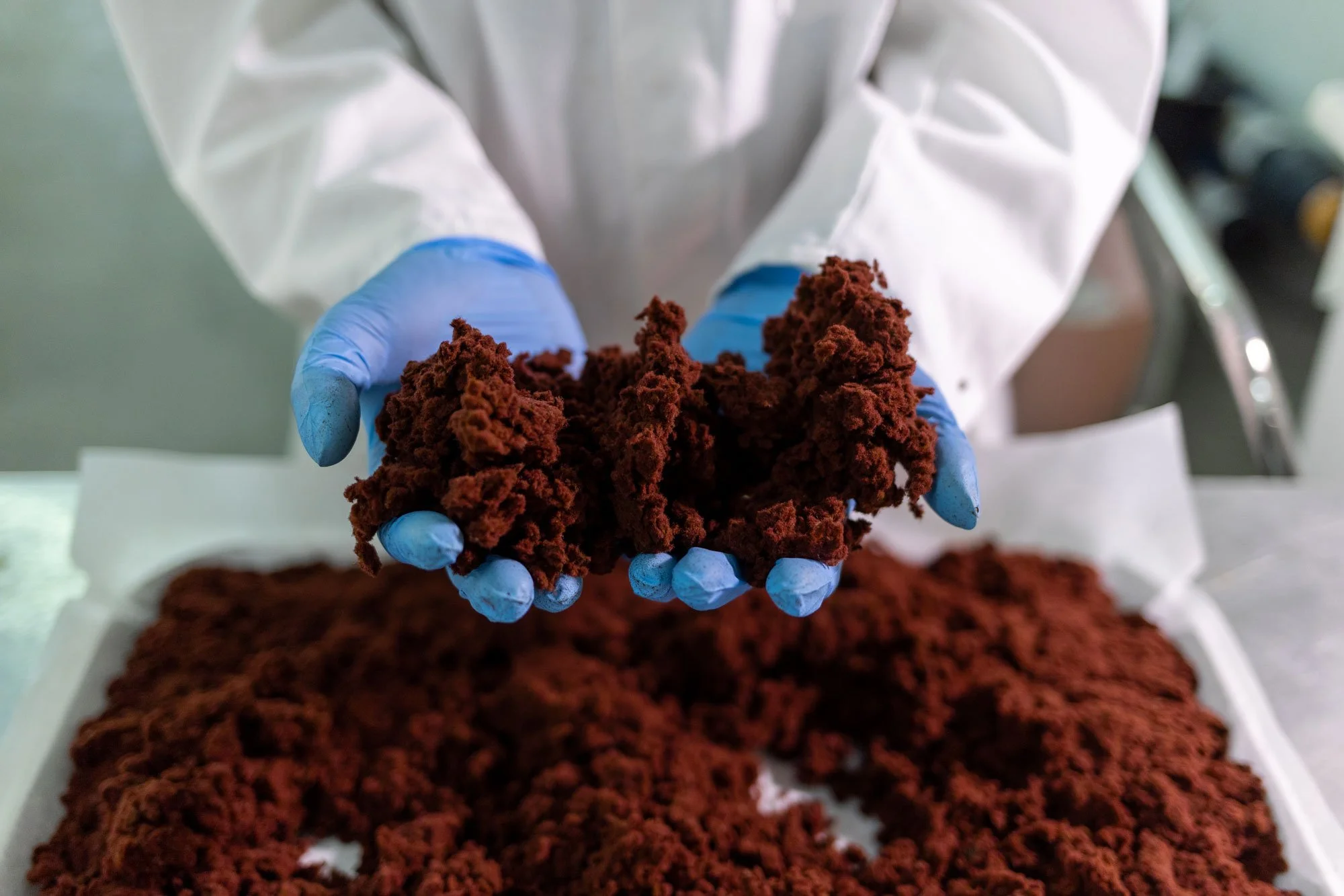 Person wearing a white lab coat and blue gloves holding brown material, likely a biological or scientific sample, over a tray of similar material.