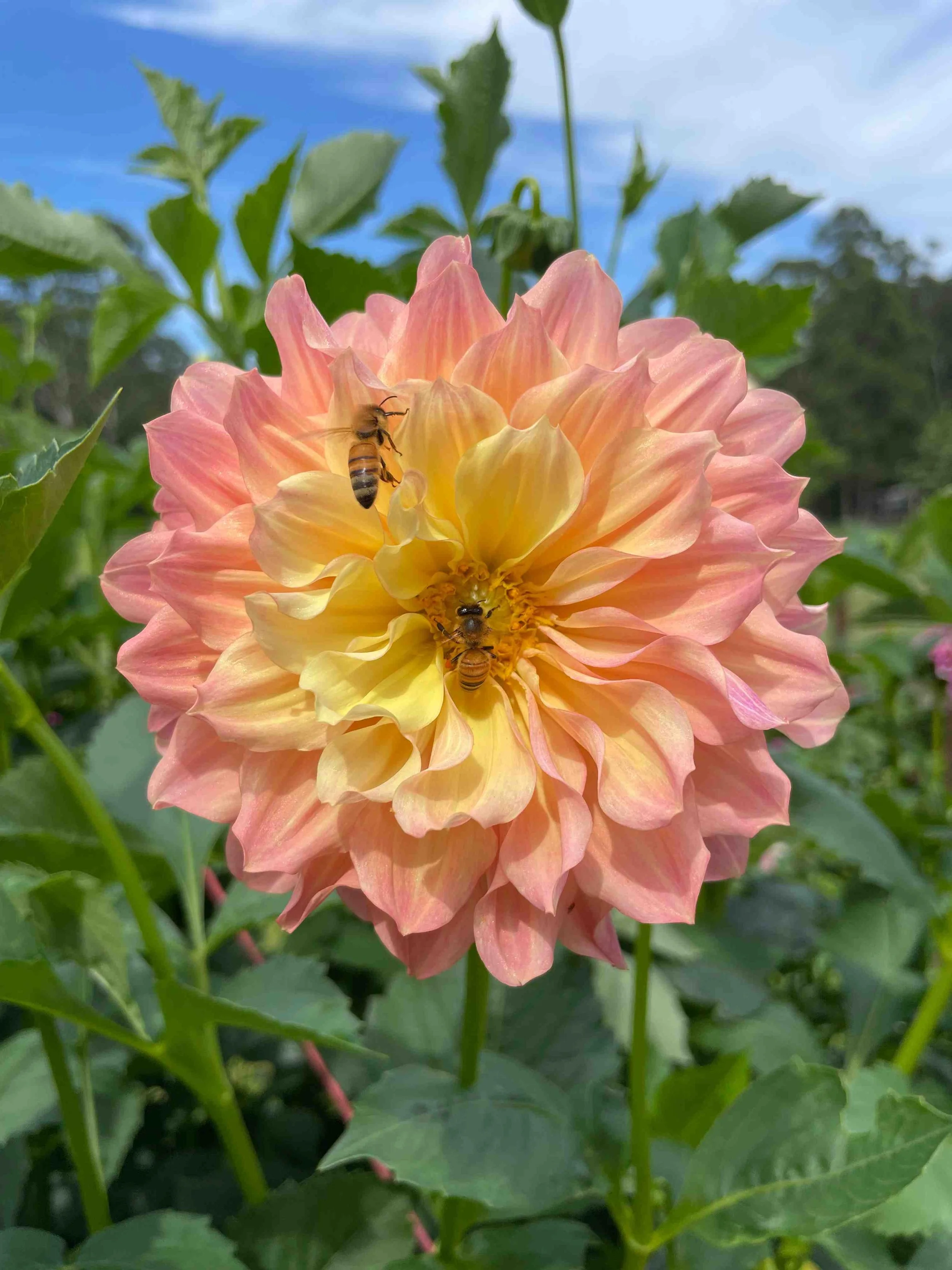 Golden Hour - Build your own Bouquet! 