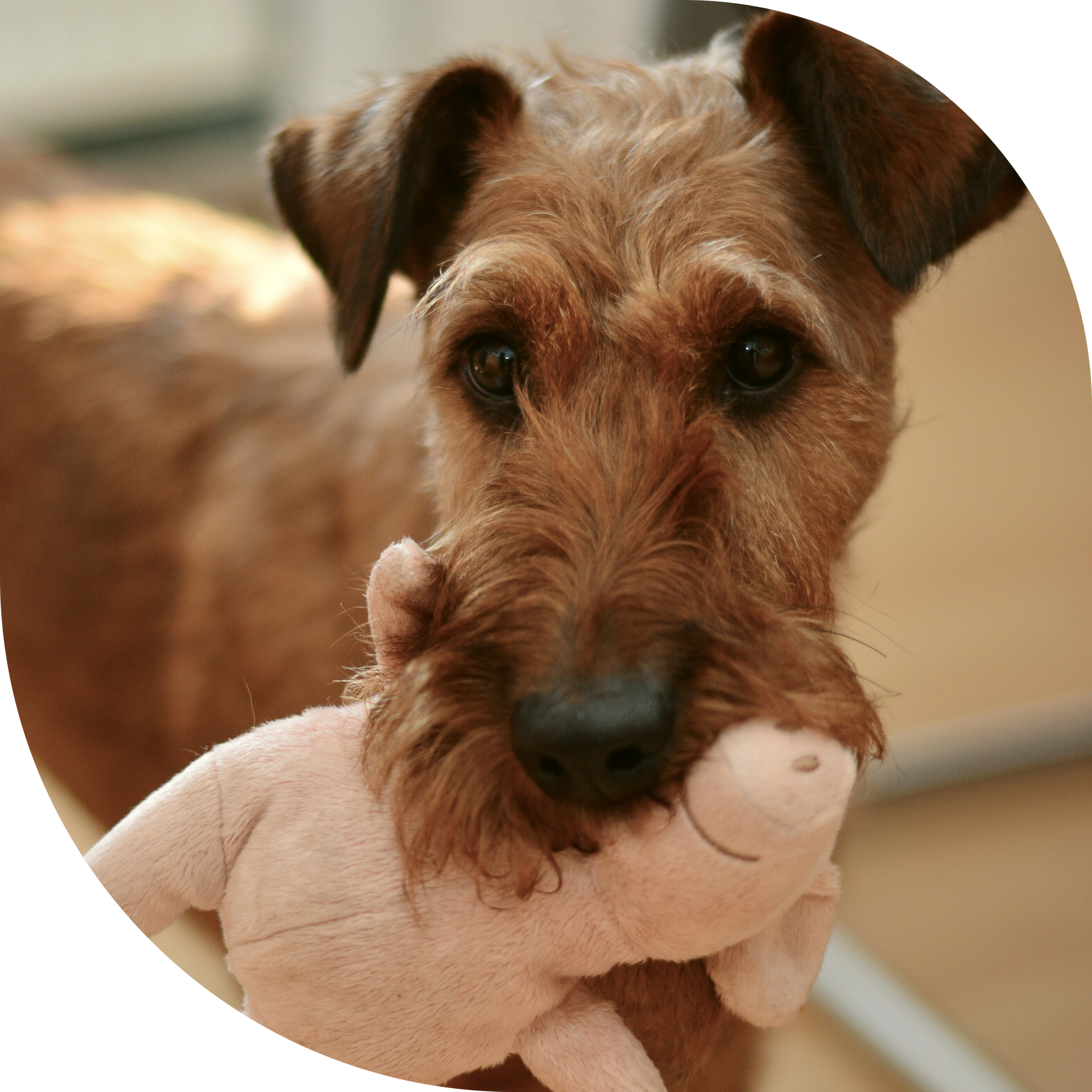 Brown terrier dog holding pig soft toy in it's mouth