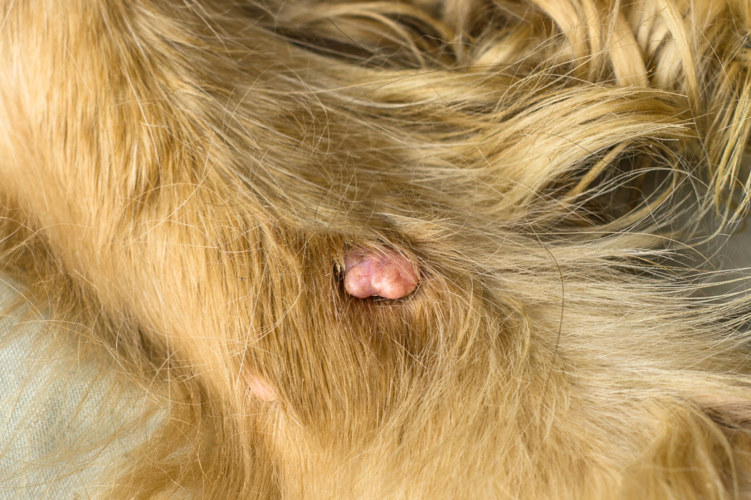 Lumps in Dogs and Cats: What to do if you find one