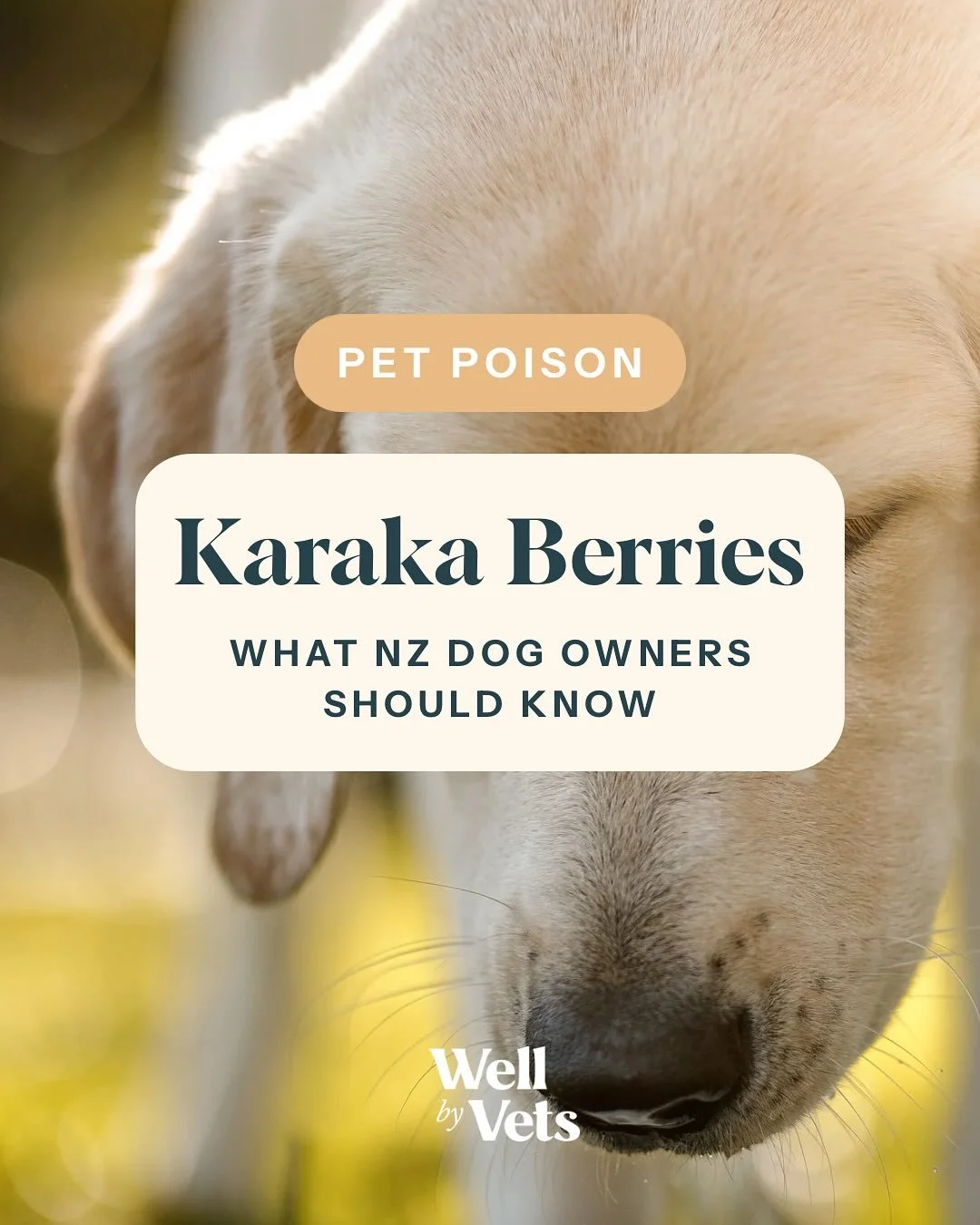 Karaka berries are out. Is your dog safe?

We&rsquo;ve been seeing lots of Karaka berries lately, and curious dogs are naturally drawn to them.

Unfortunately, every year we see dogs affected by these berries. The kernels are toxic. Eating any amount