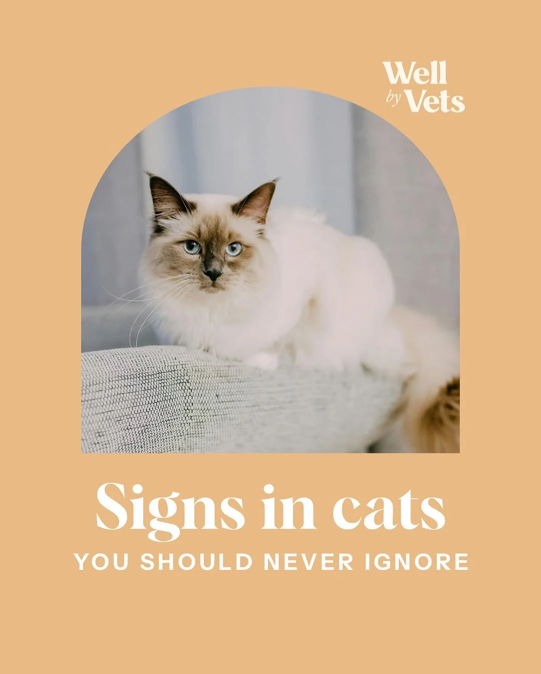 Cats are experts at hiding when something is wrong.

Often the only signs are subtle and appear gradually. They can be easy to miss.

Pausing to notice changes in your cat&rsquo;s behaviour, routines and lifestyle can make a real difference.

These a