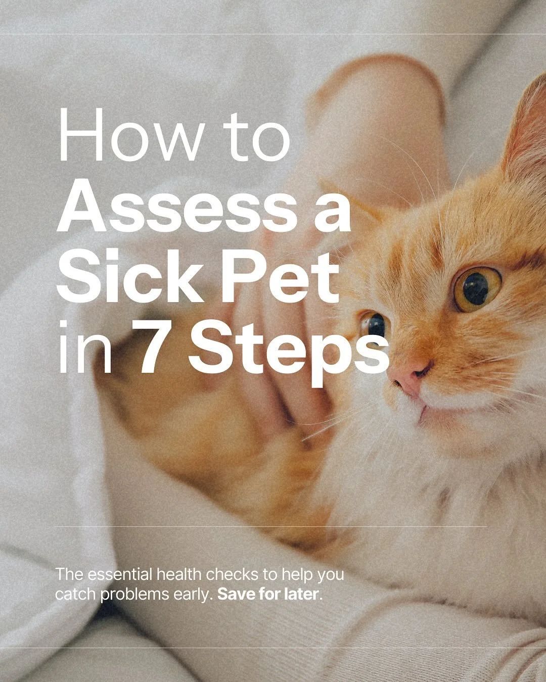 Stop guessing. Start assessing. 

When your pet is acting &ldquo;off,&rdquo; the first step is to assess your pet. Your observations at home are so valuable to us as veterinarians to ensure an accurate diagnosis.

These 7 steps will help you to recog