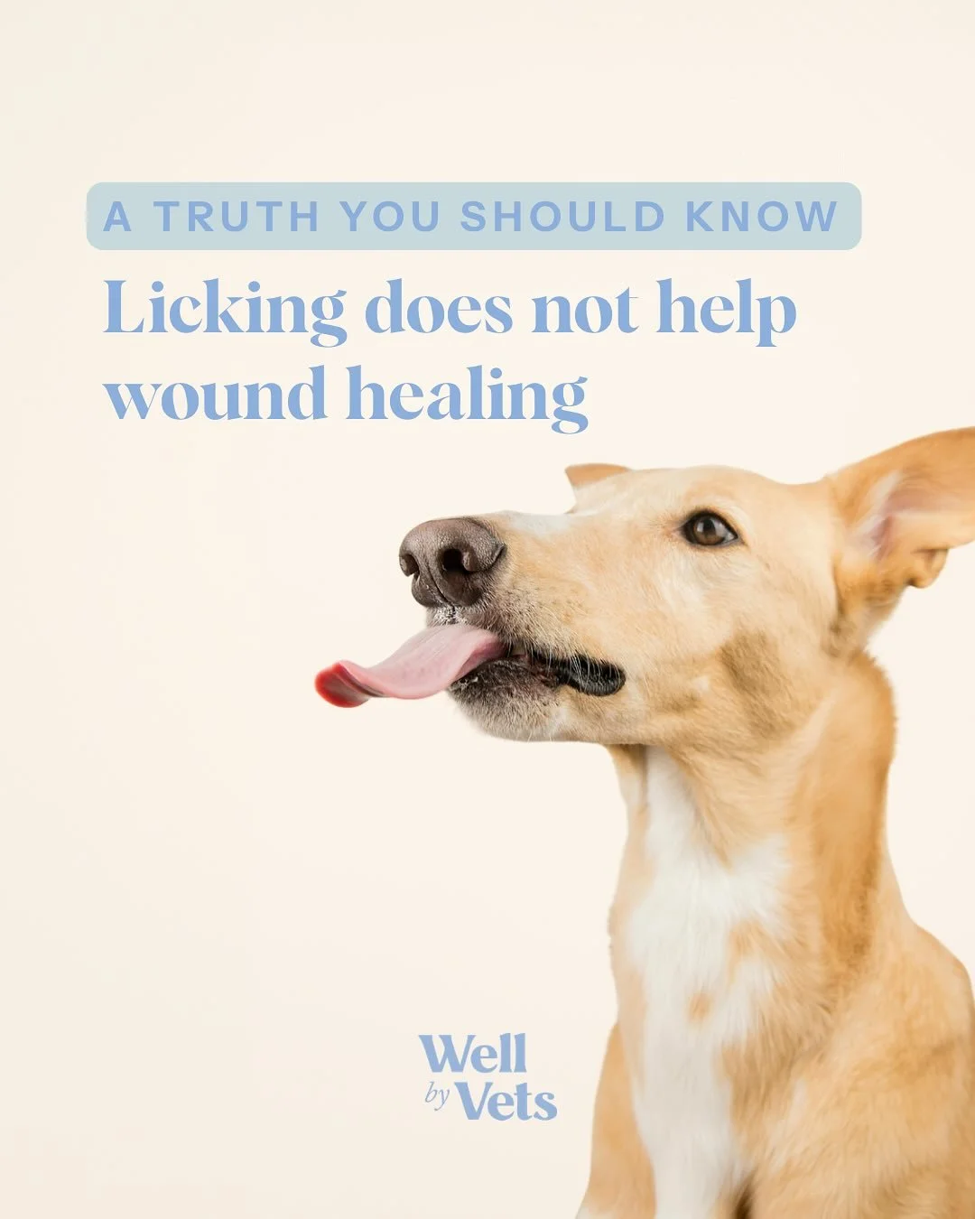 Licking is not harmless.

It&rsquo;s a subtle behaviour that can be easy to overlook but when it comes to wounds it&rsquo;s rarely beneficial. In the clinic, licking is one of the most common reasons we see delayed healing and secondary infections.

