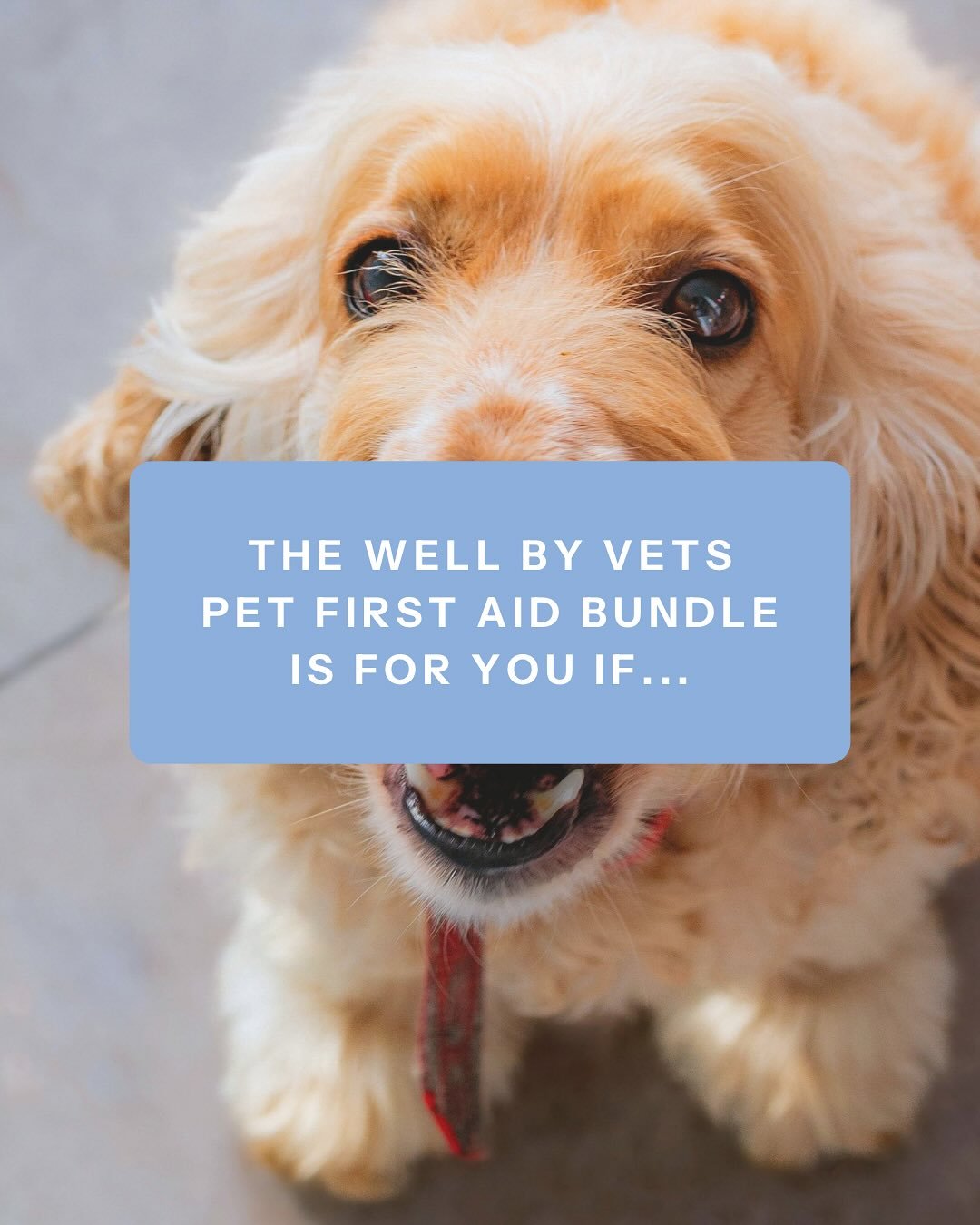 The truth is, being a pet parent means being their first responder.

When something is &ldquo;off&rdquo; with your pet, it&rsquo;s entirely up to you to recognise the problem, know when to seek professional help, and figure out what to do before you 