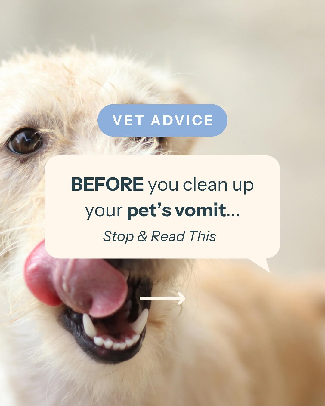 If your pet vomits&hellip; before you grab the paper towels, take a photo.

It sounds unglamorous, but the physical appearance of your their vomit can offer massive clues about what might be going on. There are 4 major red flags that would have a vet