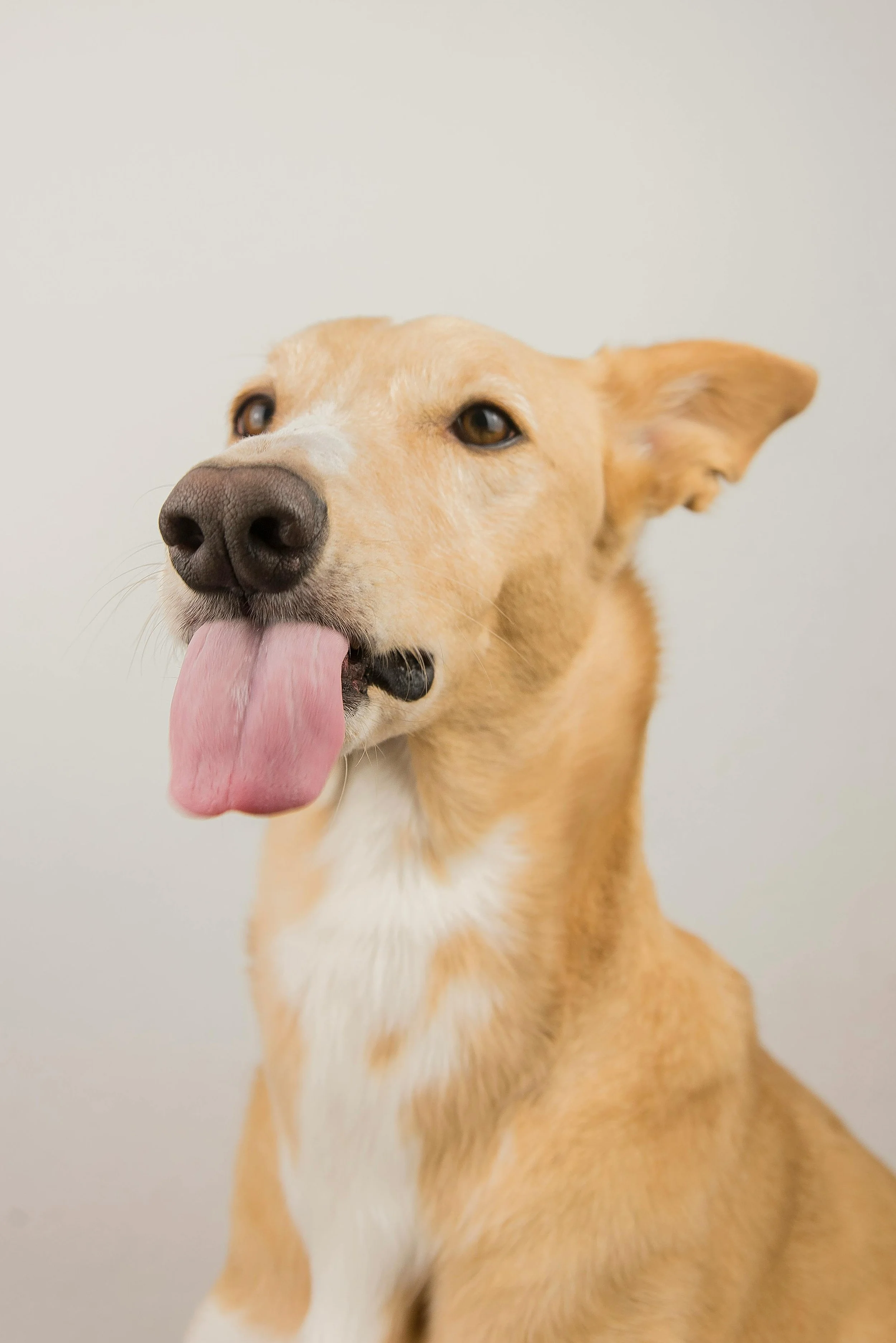 Short-haired tan and white dog with black nose poking out tongue against white background