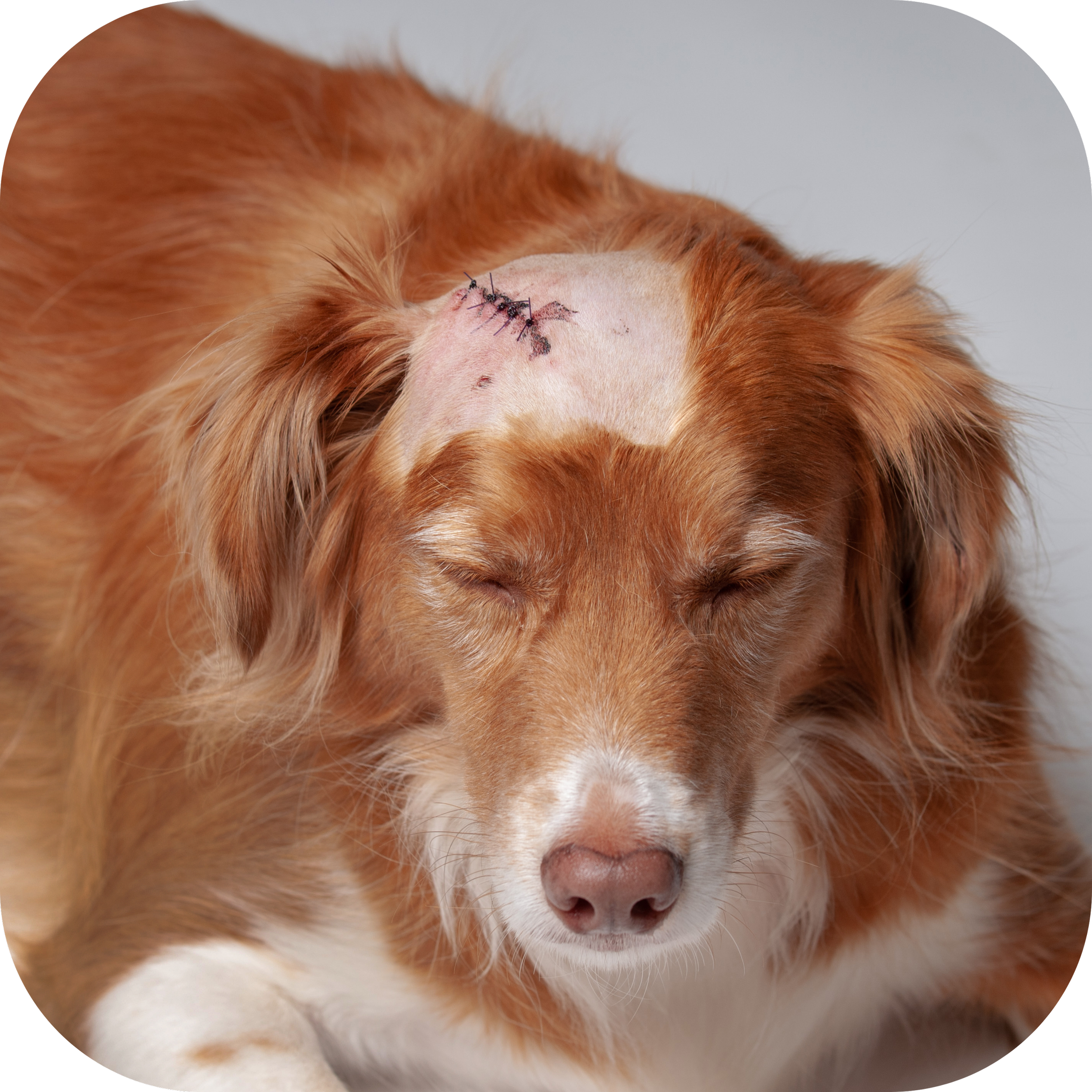 Red collie with clipped hair and sutures post-surgery to remove a mass on it's head