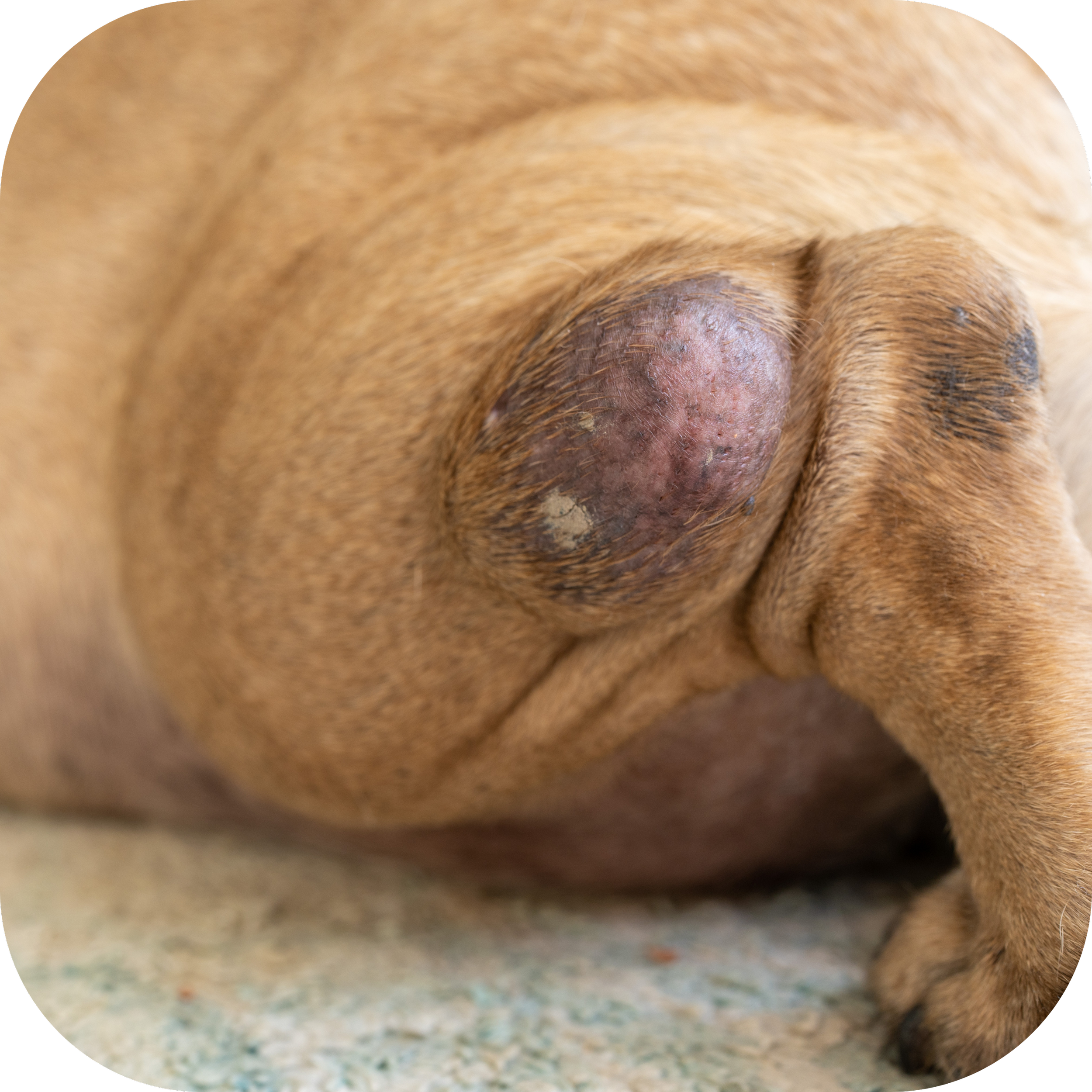 Bulldog with raised, hairless, regular lump/mass on back leg