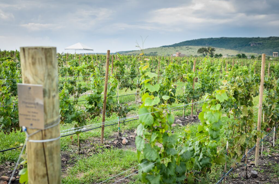 The Daily Beast: Mexico’s Hot New Wine Region Is a History Lover’s Dream