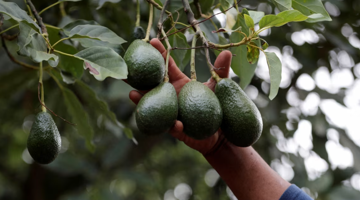 CNN: As cartels take a stake in ‘green gold,’ US and Mexico rethink how avocados reach American kitchens