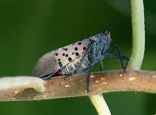 The Spotted Lantern Fly is coming! What are they and what can you do to protect your yard from them?