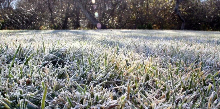 Winter Lawn Care Tips To Keep Your Grass Healthy Until Spring