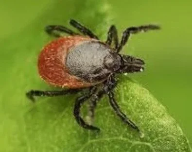 Key2Green — May Edition: Around The Yard, And Ticks Are Here!