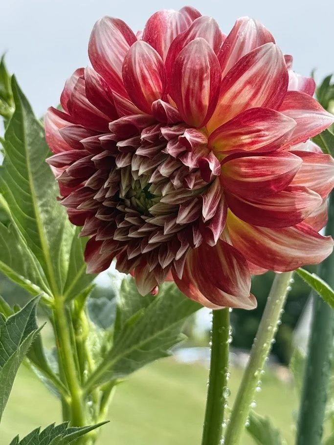 Key2Green — July Edition: Protecting Your Lawn &amp; Exploring New Hobbies!