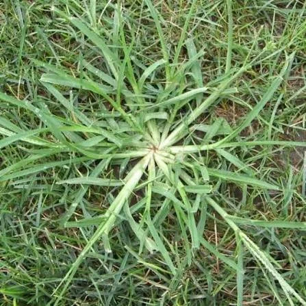 Key2Green — August Edition: Crabgrass, Summer Recovery, Aeration / Overseeding, FREE GIVEAWAY!