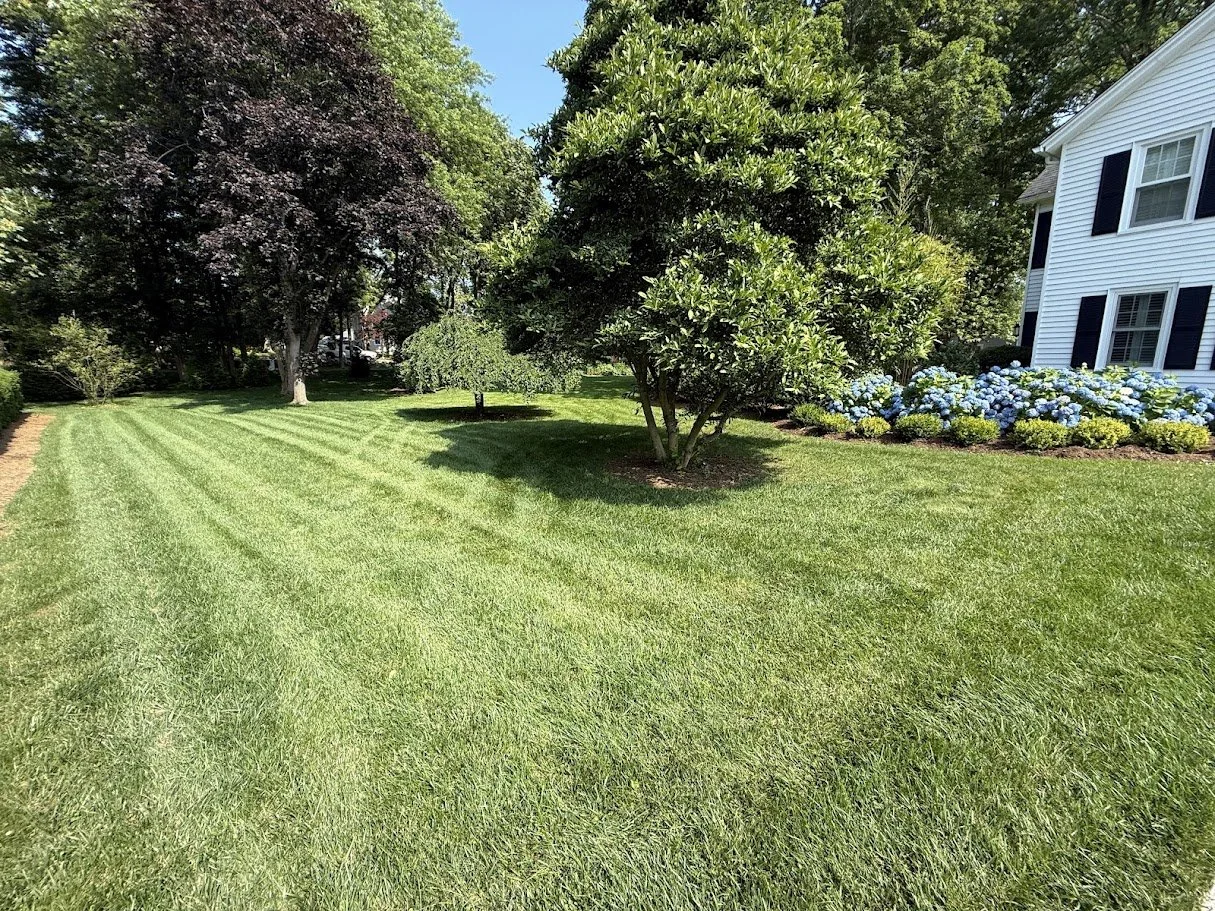 A well-maintained grassy lawn with parallel mowing lines, bordered by trees and flowering bushes, next to a white house with black shutters under a clear blue sky.