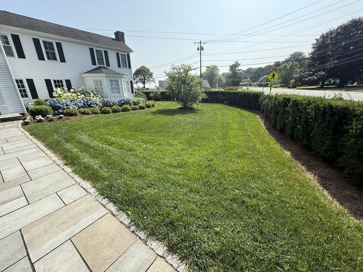 Green lawn with a young tree, flowers, and a bush, bordered by a paved walkway and a hedge, in front of a white house with black shutters on a sunny day.