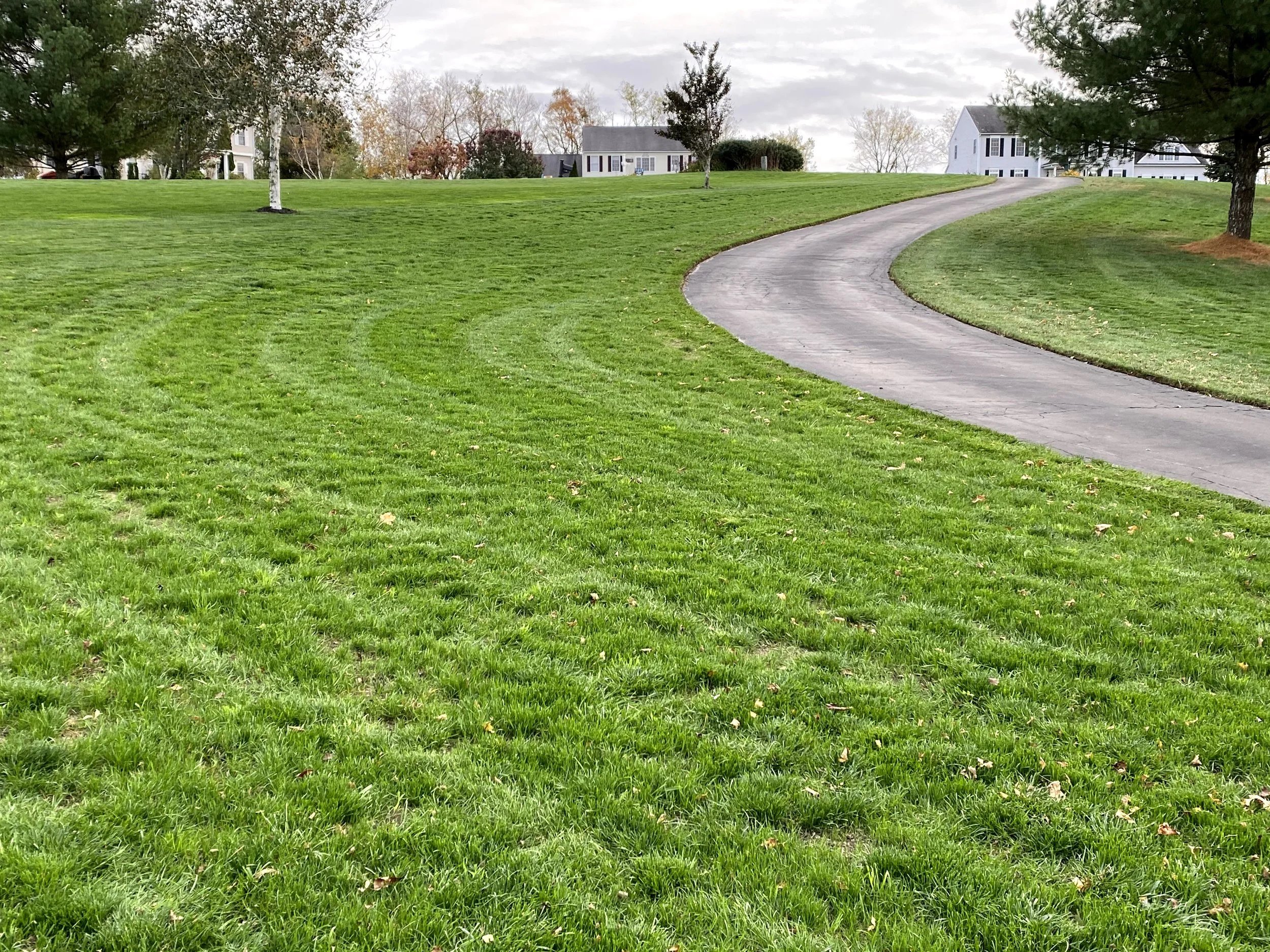 Curved driveway running through a green lawn with trees and houses in the background.