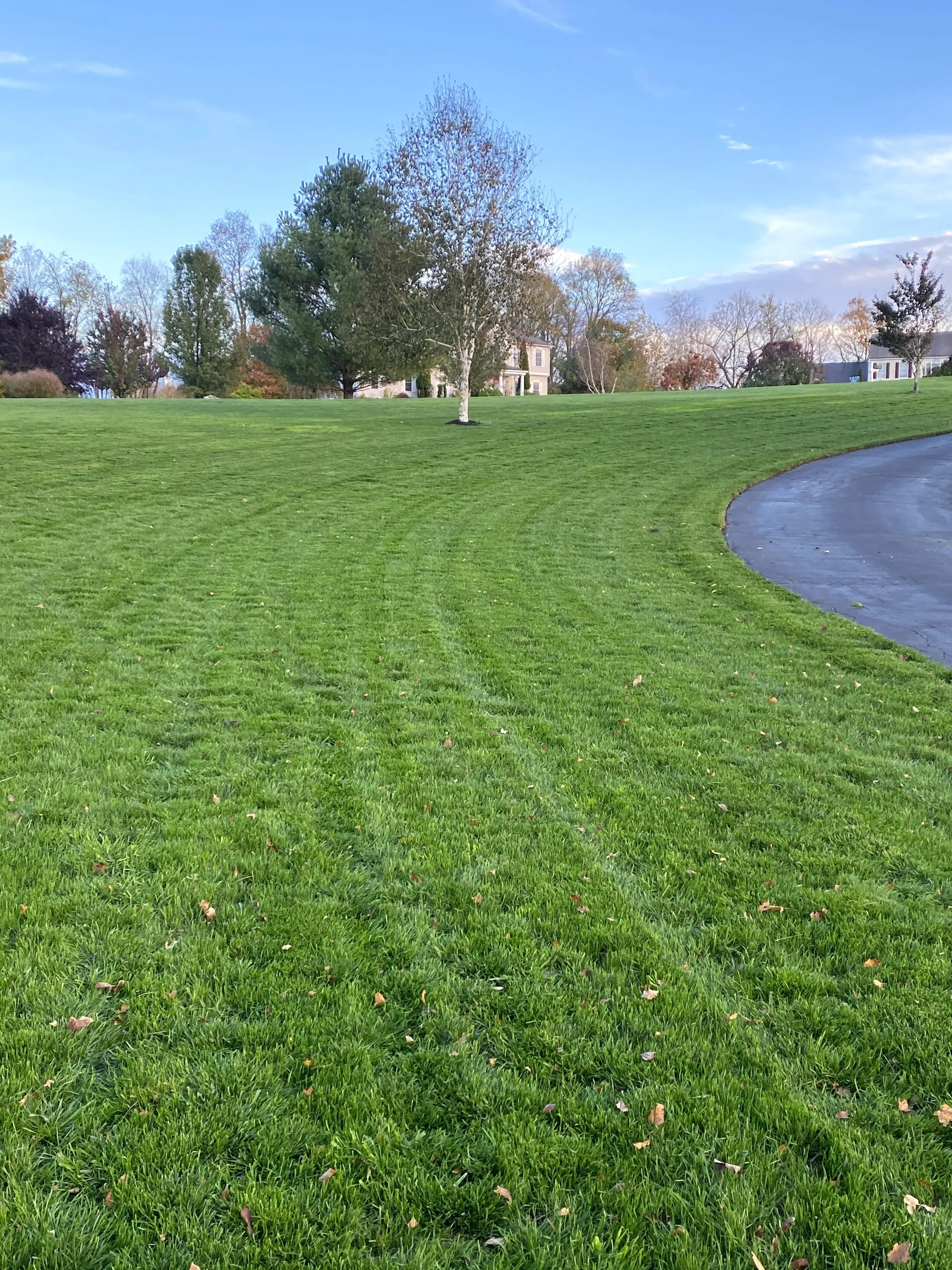 A grassy field with tire tracks, trees, and houses in the background on a clear day.