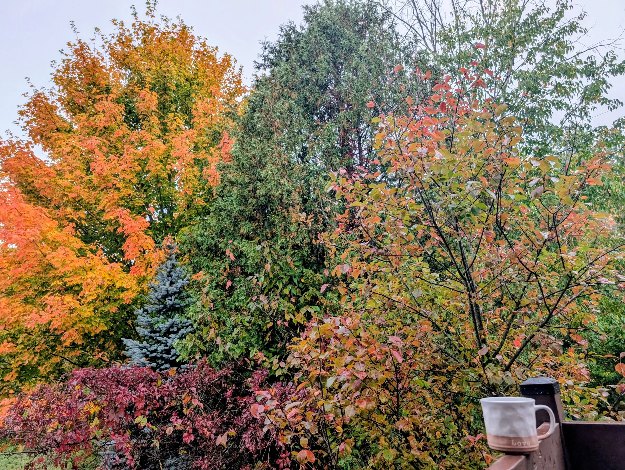 coffee fall2.jpg