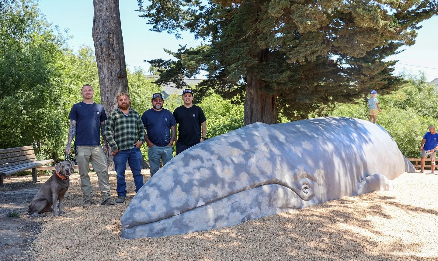 Happy Monday☀️
 Last Wednesday, we joined the ribbon-cutting at Tyrrell Park to celebrate the newest addition to @santacruzmuseum &mdash; a life-sized whale calf! 🐋 Whitlow Concrete is proud to have built both the original life-sized whale and the n