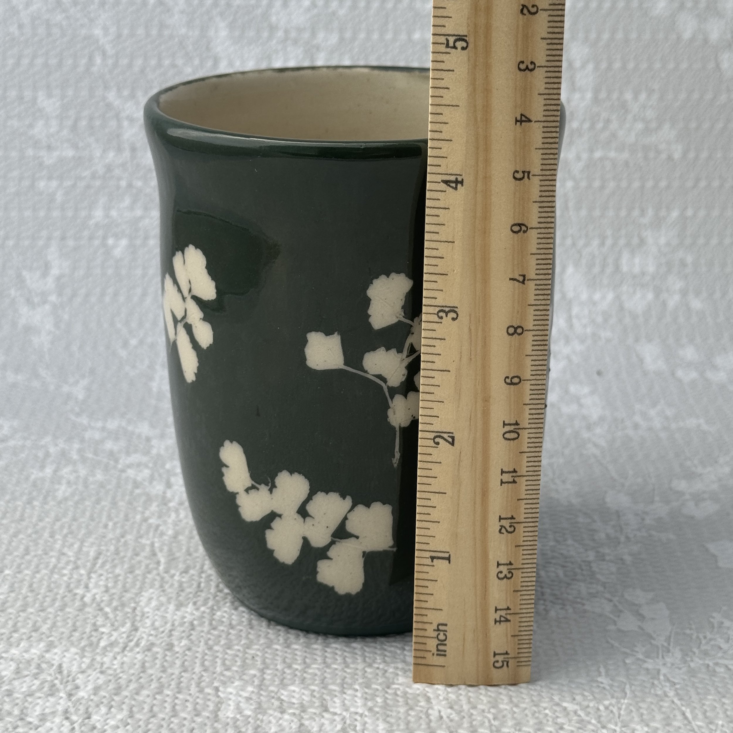 cup-maidenhair-fern_height.jpg