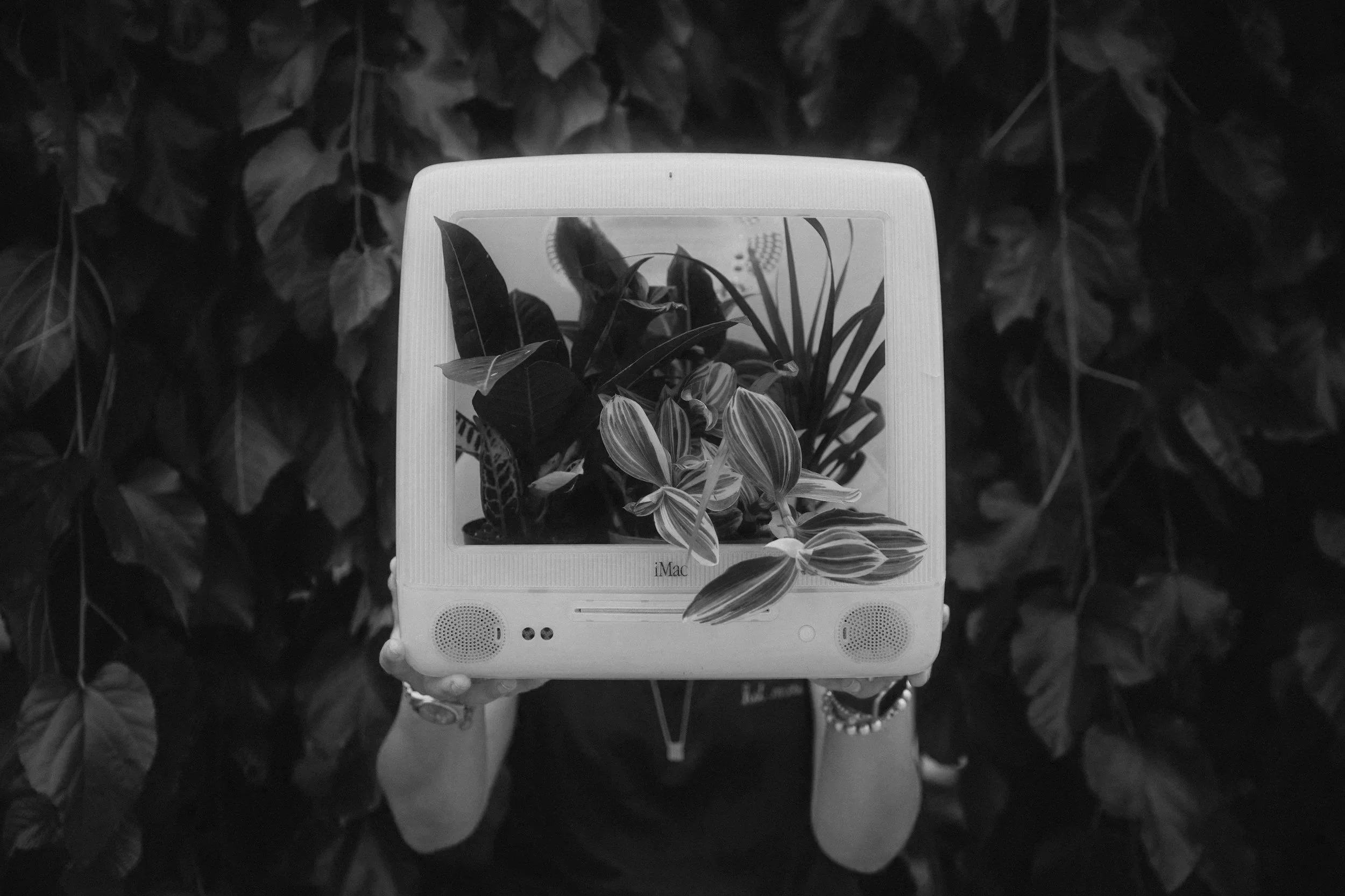 Person holding an iMac computer front view showing a screen with various plants, surrounded by a background of dark leafy plants.