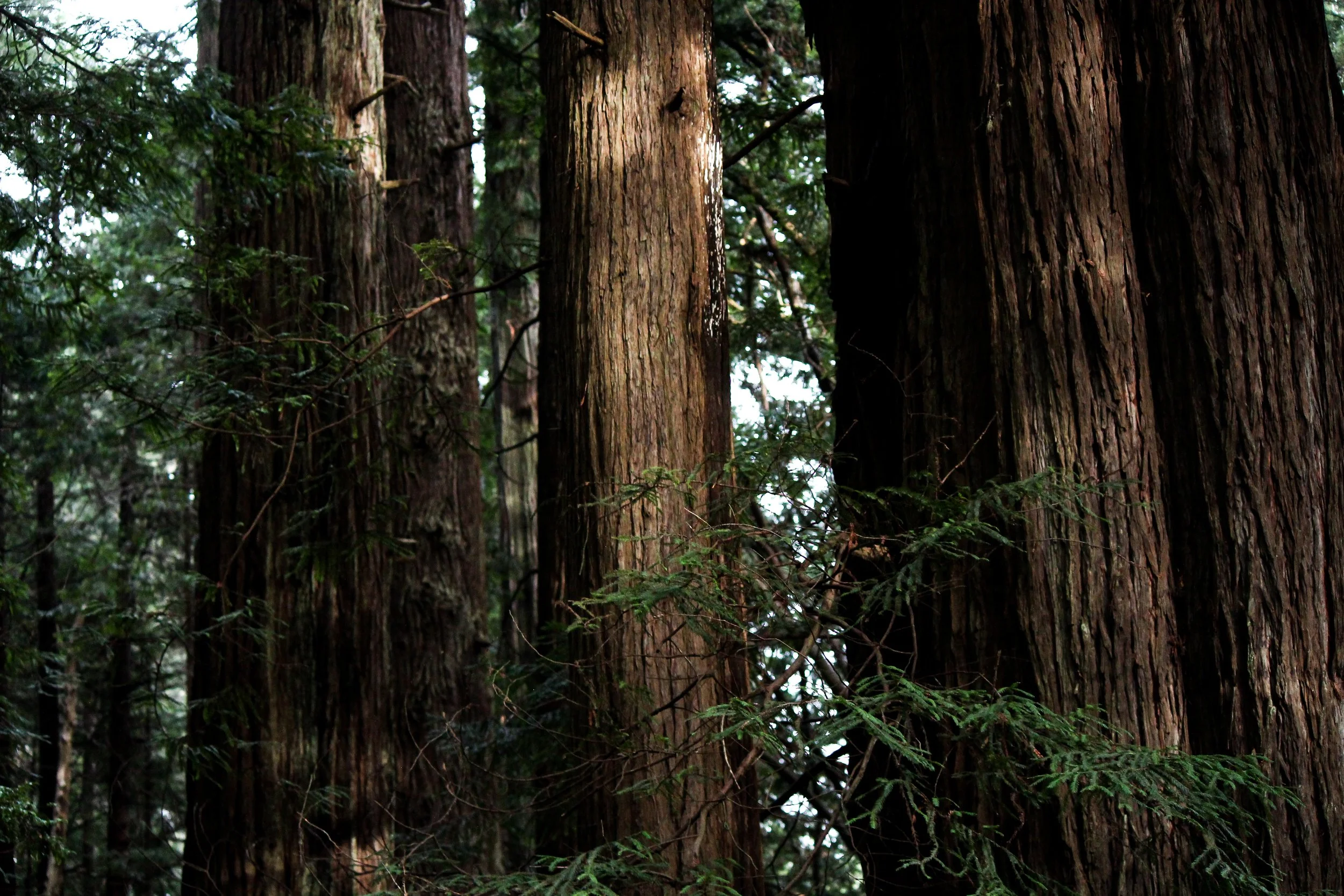 Close-up of several tall, thick trees with textured, brown bark, surrounded by green foliage in a dense forest