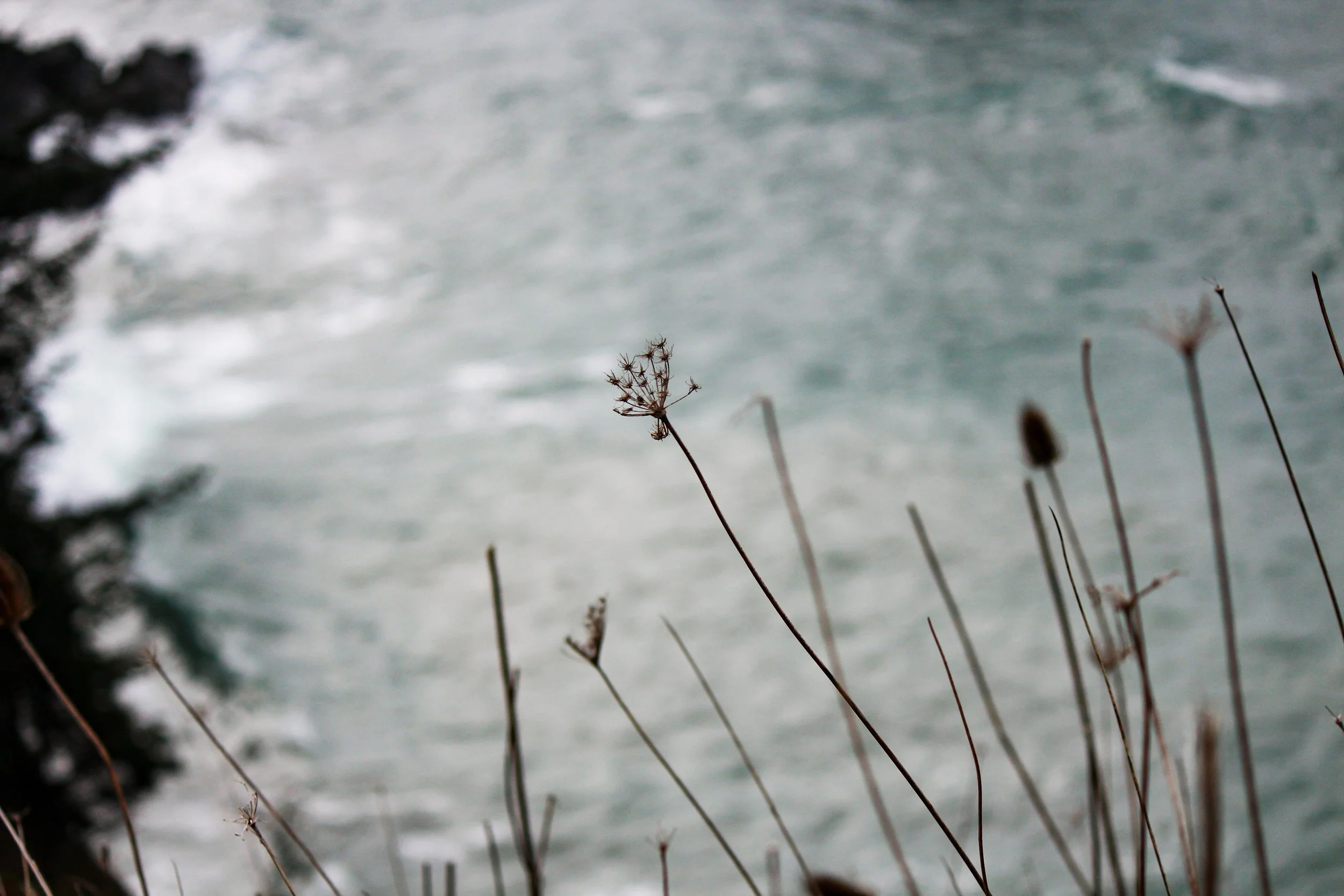 Dry wild plants with seed heads in front of ocean waves.