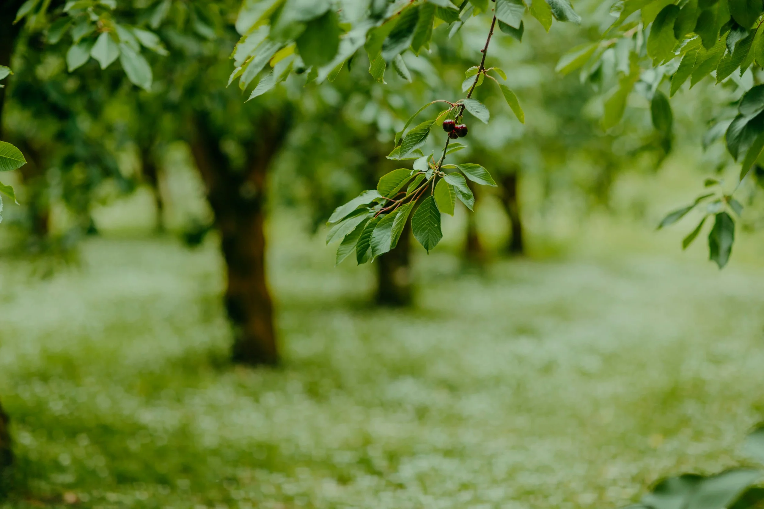 Reflections From Teviot Valley: Behind the scenes of the Foundation