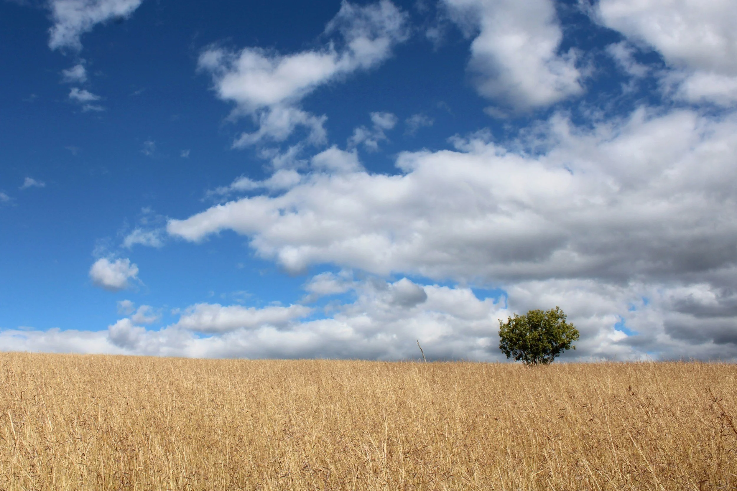 A large field of golden wheat under a partly cloudy blue sky with a single green tree on the horizon.