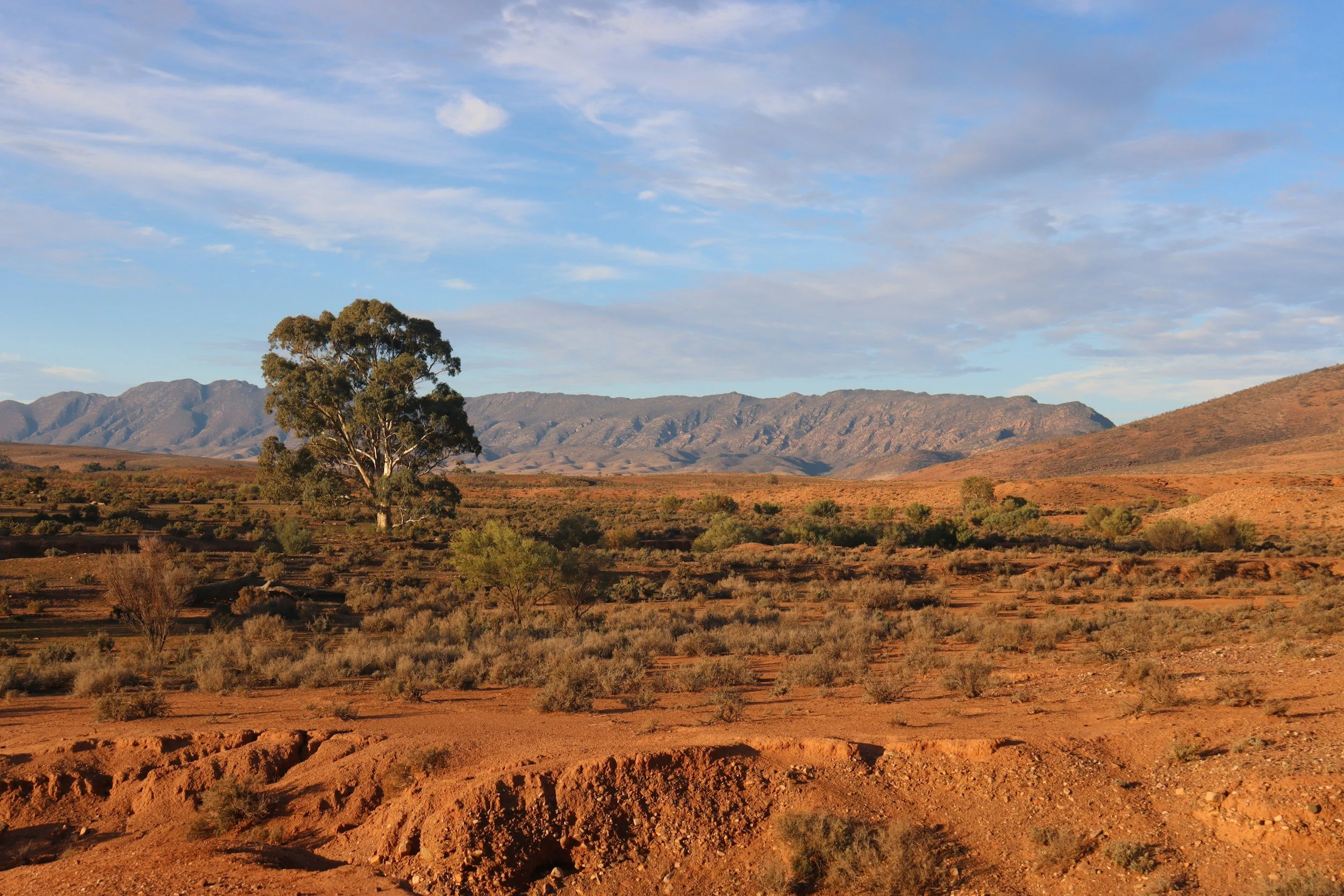 A desert landscape with a large solitary tree, dry shrubs, mountains in the background, and a partly cloudy sky.