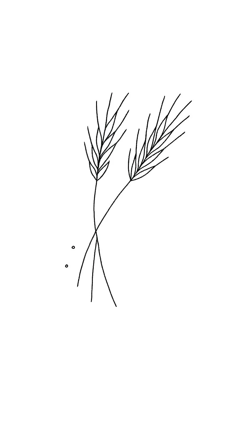 Simple black line drawing of two wheat stalks crossing each other.