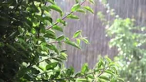 New Plantings – Early Watering Needs; Plus the Impact of Rain