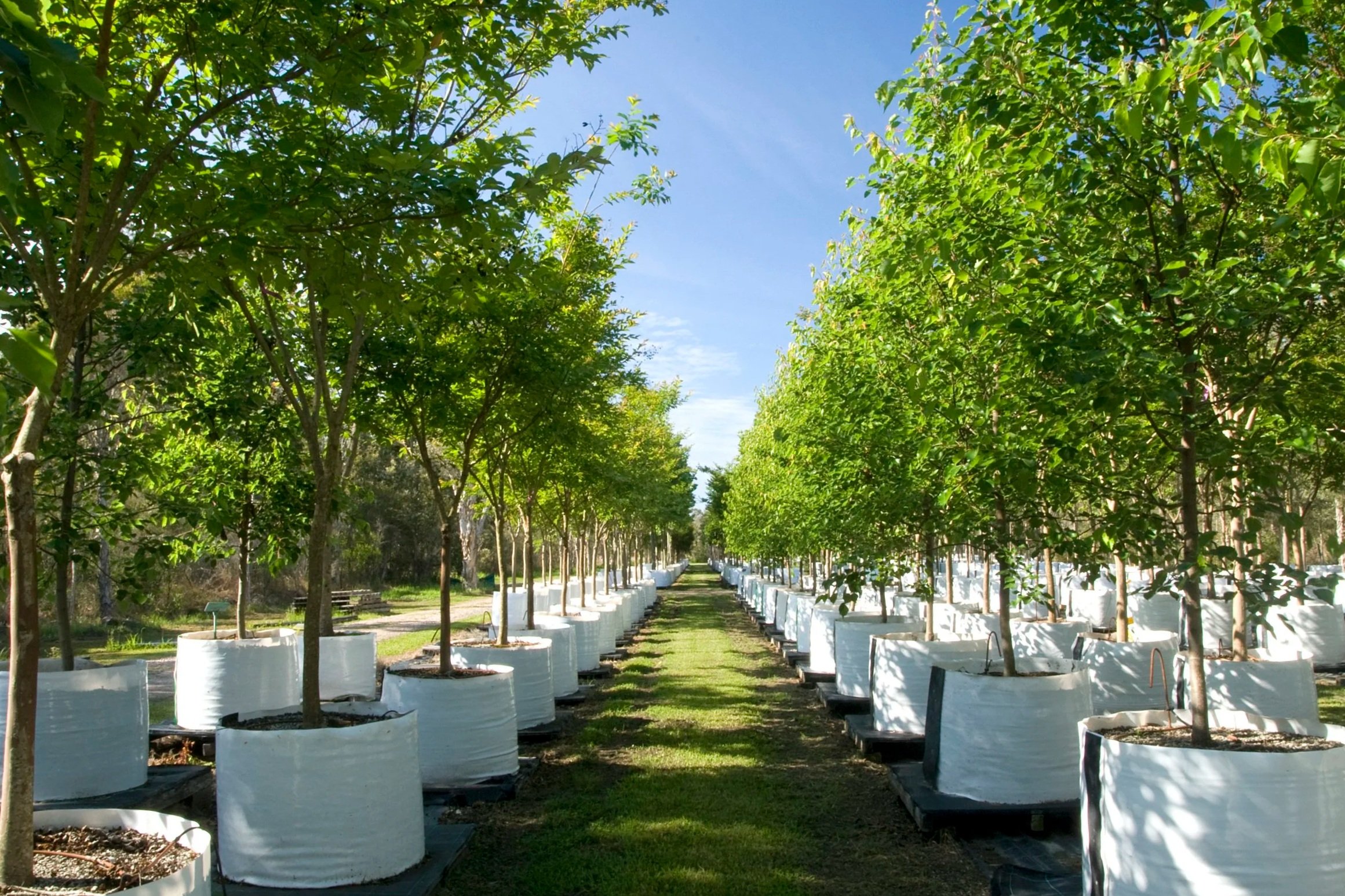 Tree Sortiment Current Stocklist — TREES IMPACT