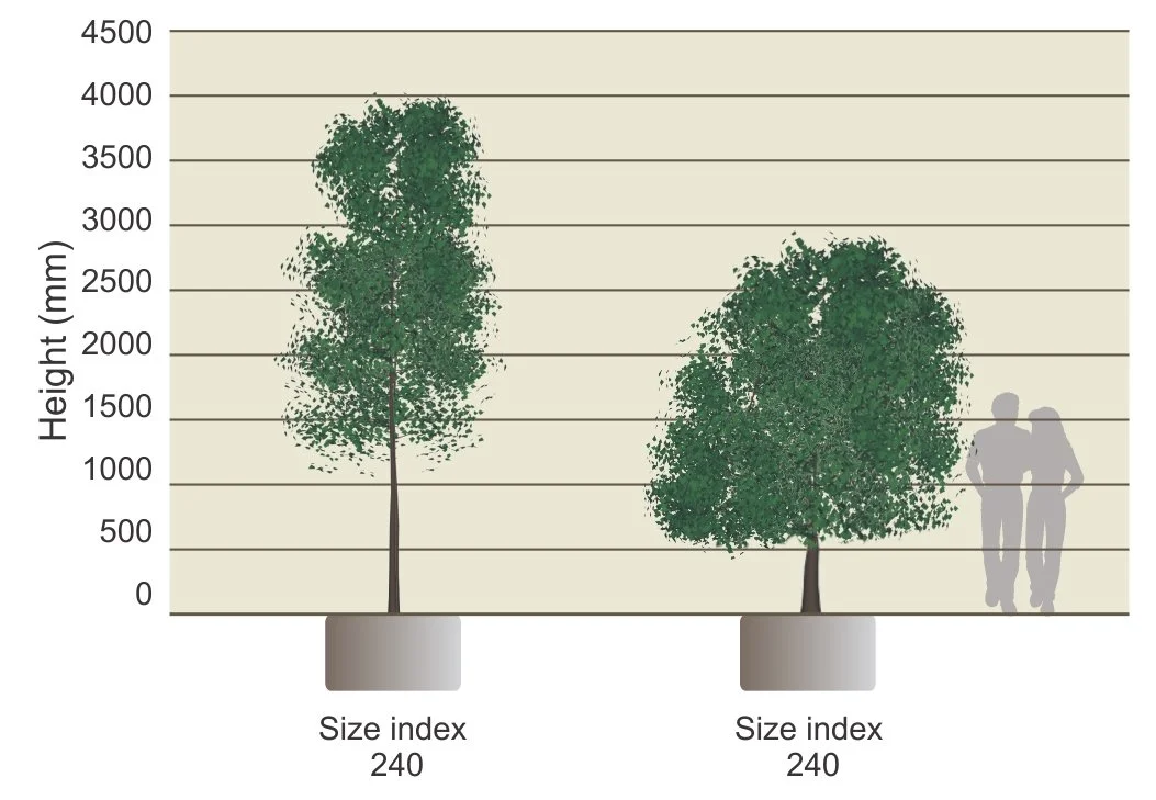 Understanding the concept of “size index” – calculating the physical size of trees