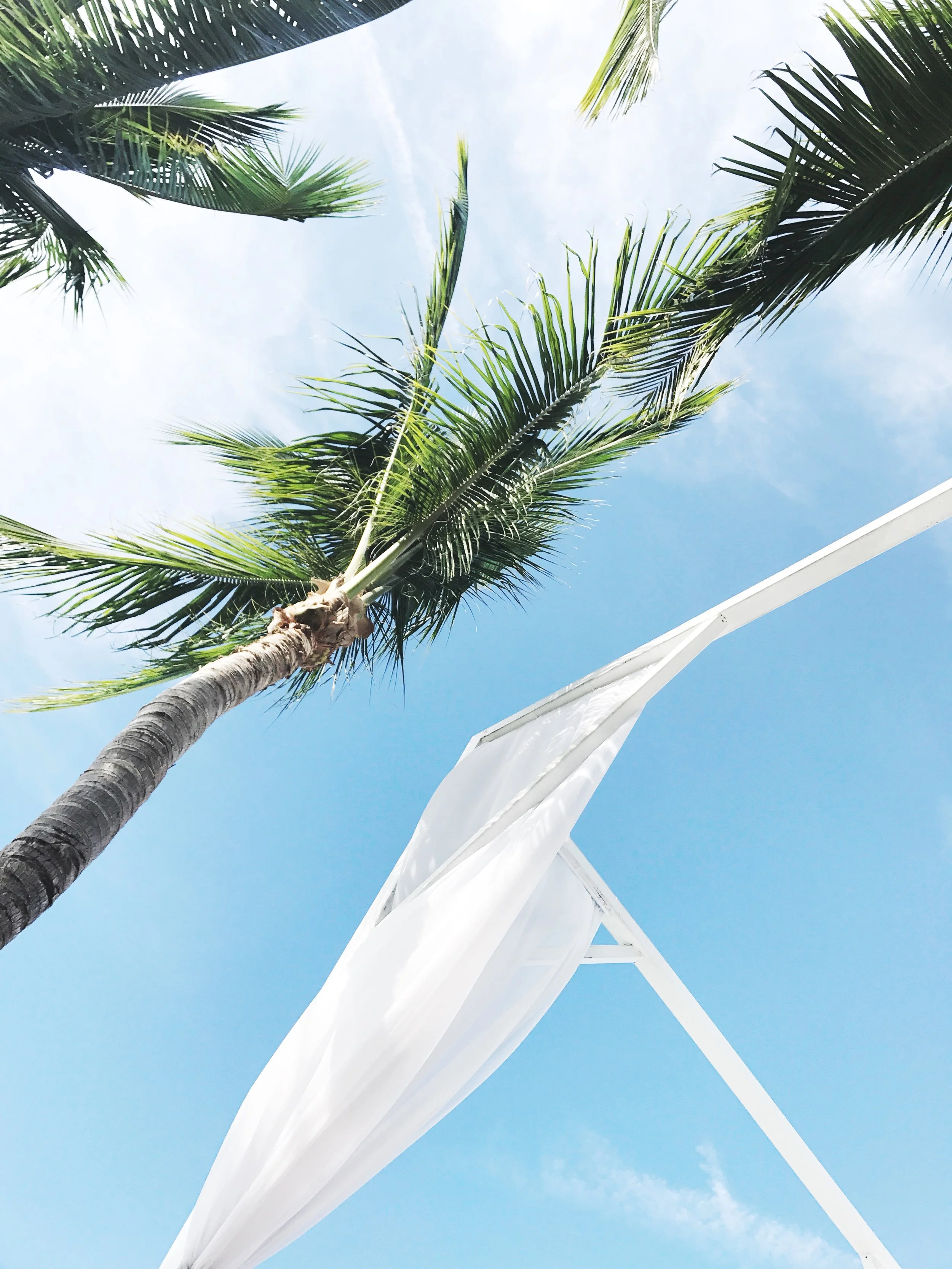Tropical photography - palm tree under clear blue sky.JPG