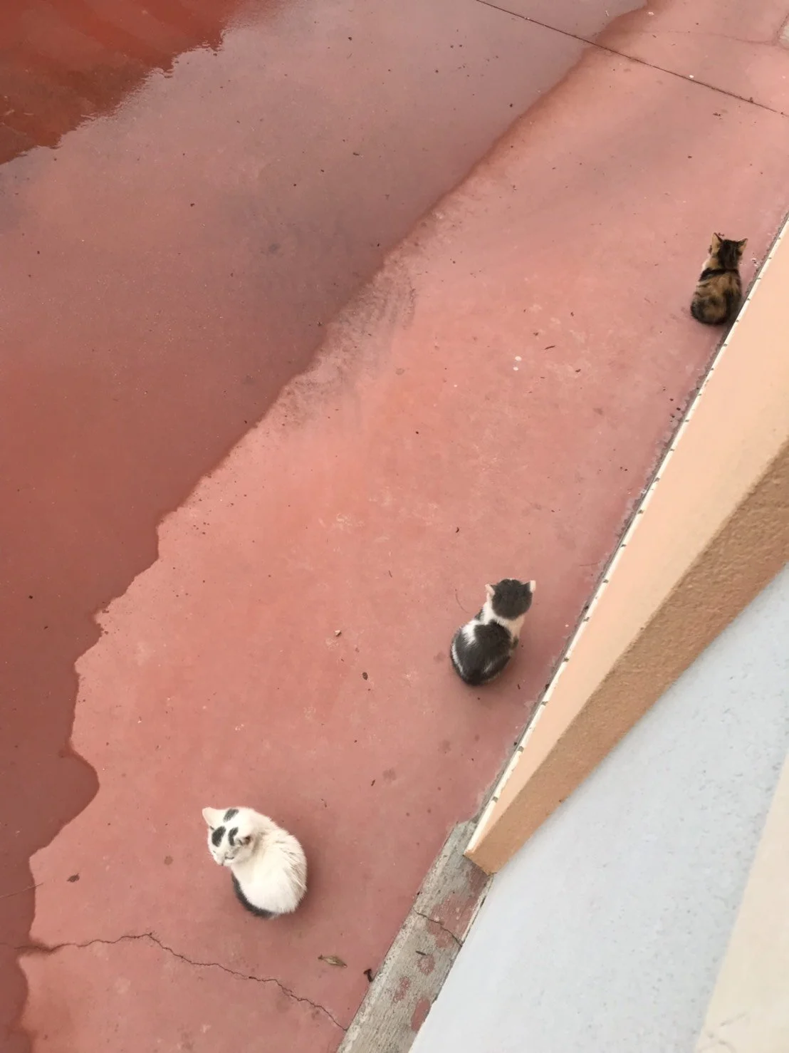 Kittens in a pink background.JPG