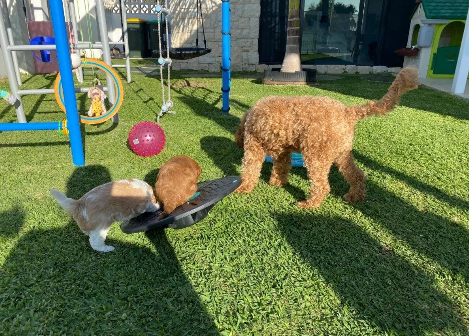 Three puppies playing together on a green lawn. One is a small, white and tan dog, one is a small, brown dog, and the third is a larger, curly-haired, light brown dog. There is playground equipment with swings, a pink ball, and a small playhouse in the background.