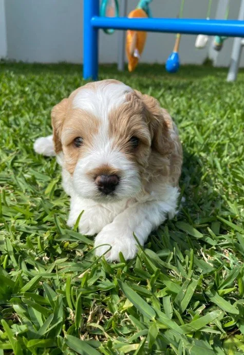 A small, fluffy puppy with tan and white fur lying on green grass outside, with a blue metal structure and colorful toys in the background.