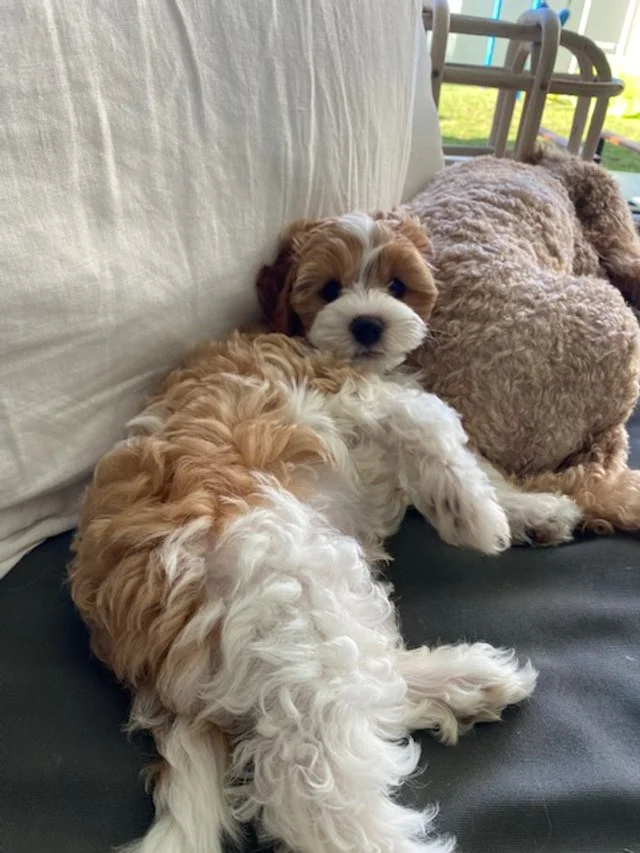A small, curly-haired puppy with white and light brown fur lying on a sofa, resting against a white pillow, with a plush teddy bear nearby.