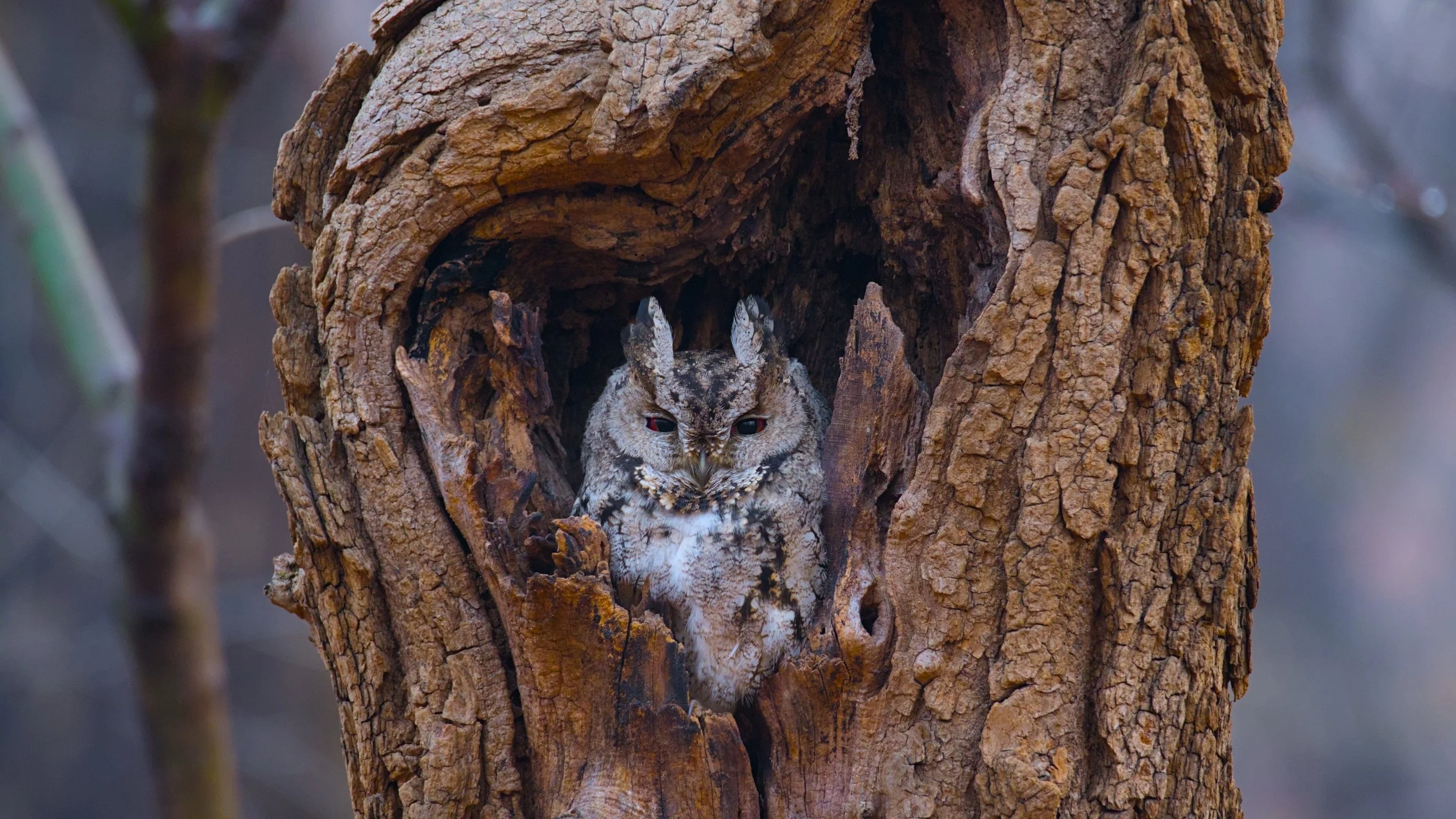 A small owl peering out from a hollow in a tree trunk.