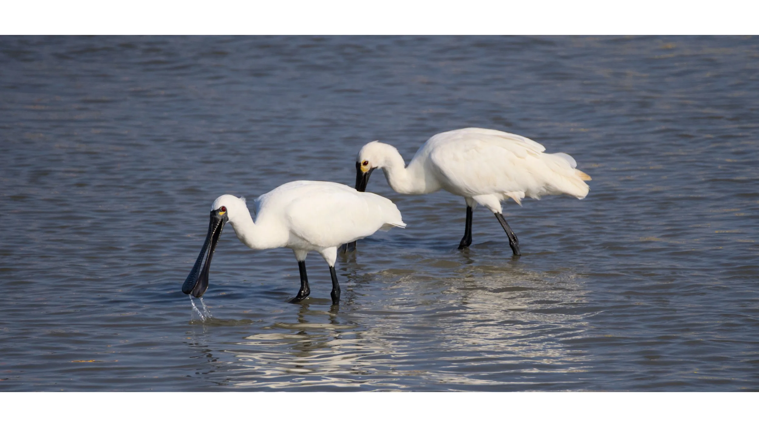 Two white spoonbills wading in shallow water with one dipping its beak into the water and the other looking down, in a natural setting.