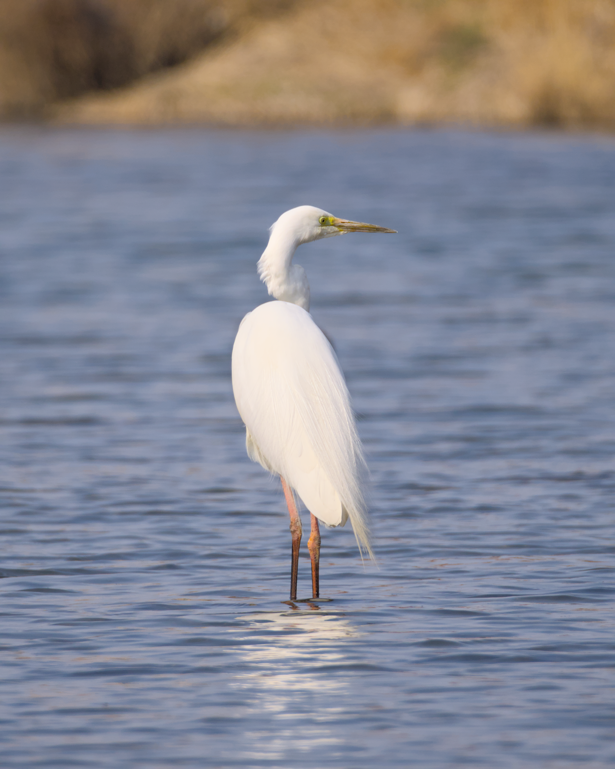 A white heron standing in shallow water with a blurred background of land and trees.