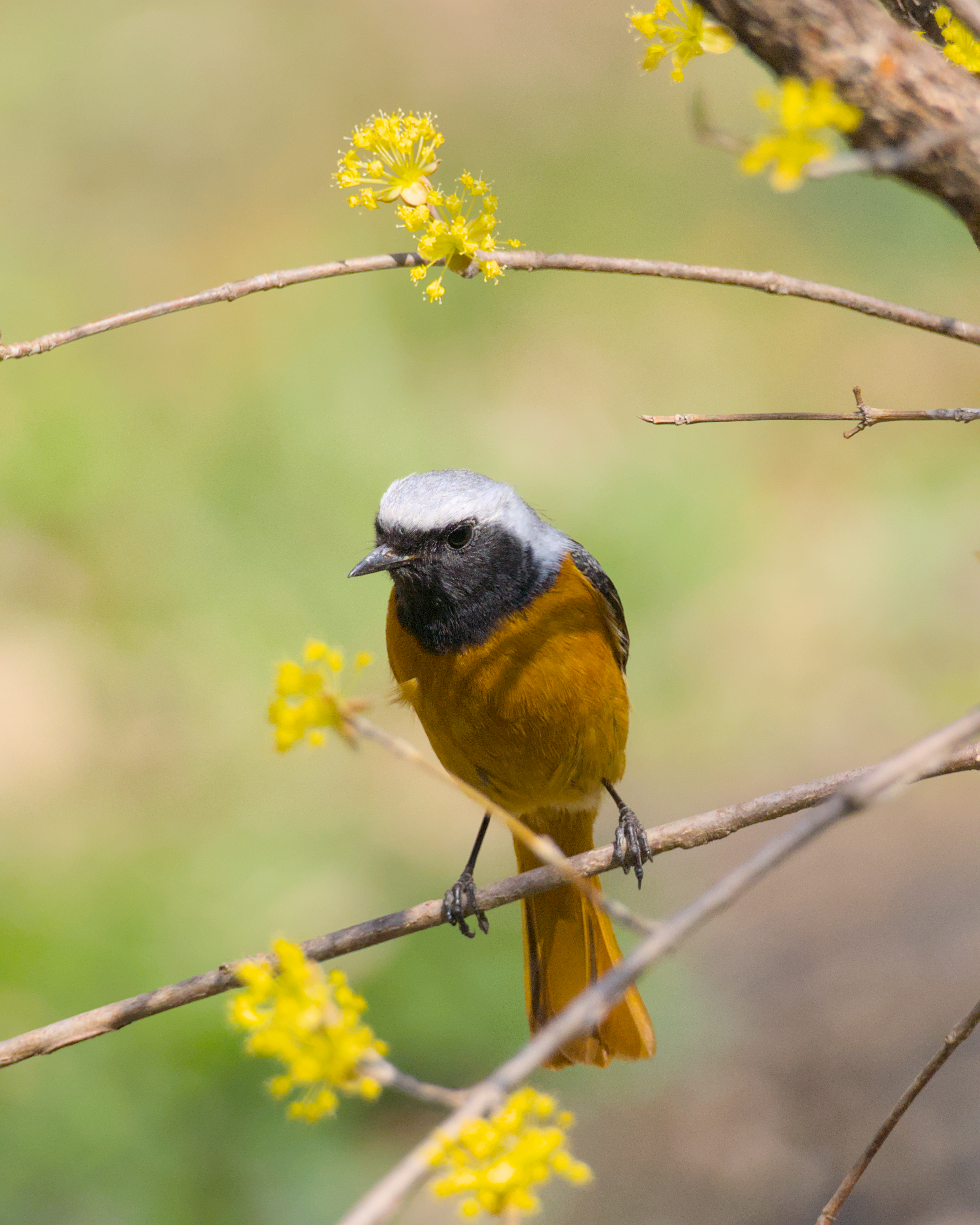 A small bird with a gray head, black face, orange-brown body, perched on a thin branch of a yellow flowering plant, taken during a guided birding tour in Seoul, Korea.