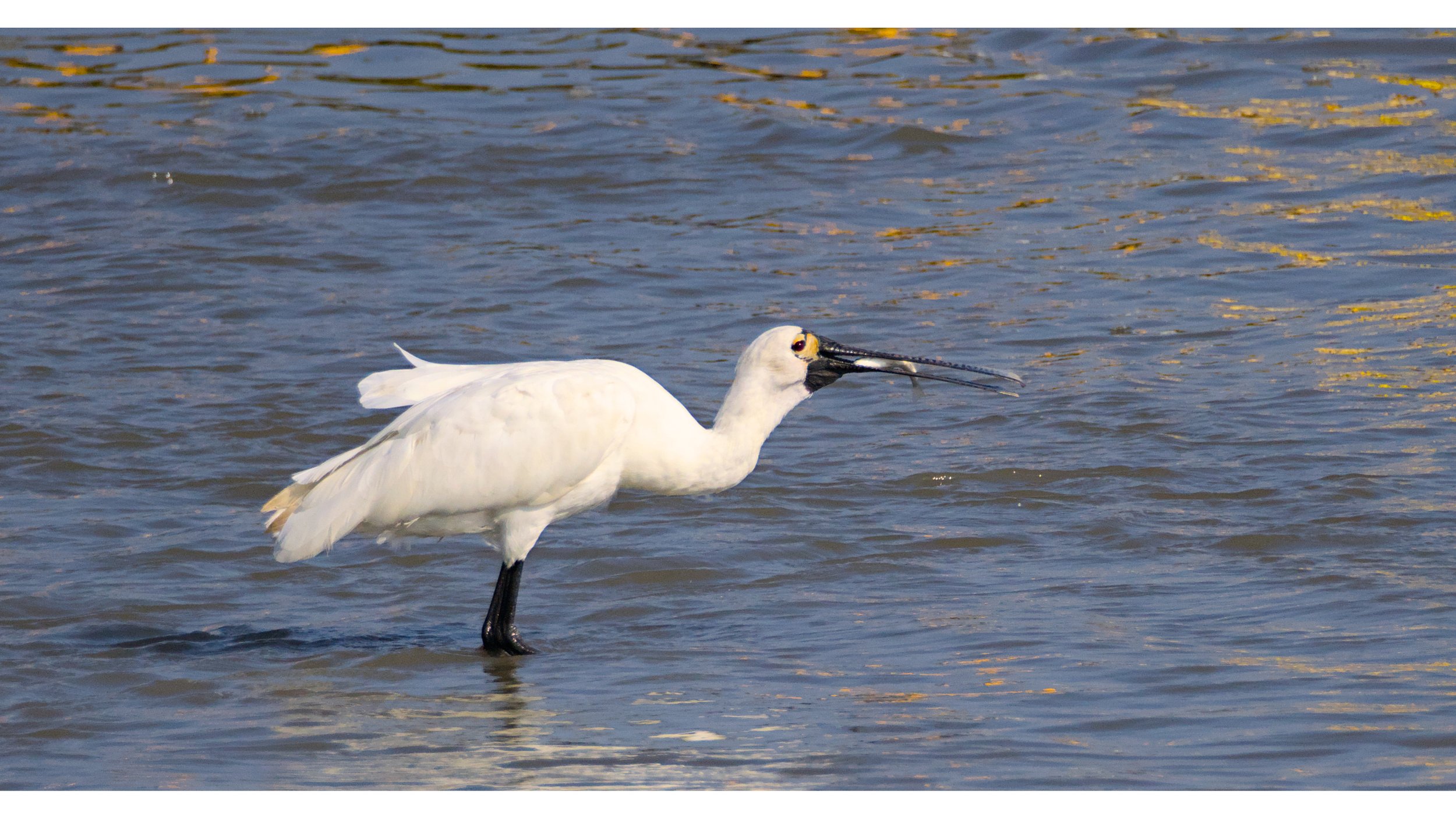 A white spoonbill standing in shallow water with a fish between its bills.
