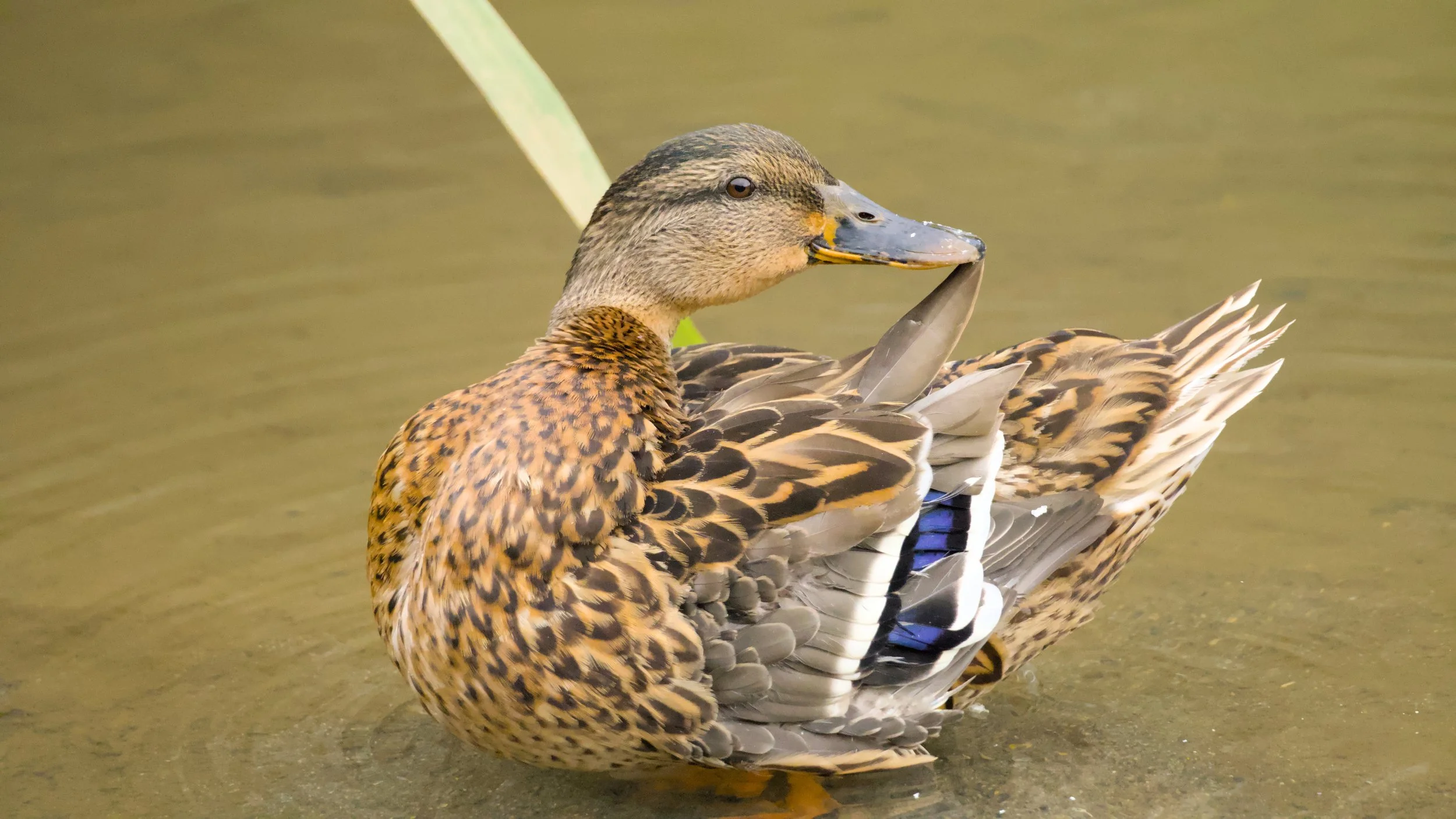 A duck in the water grooming its feathers.