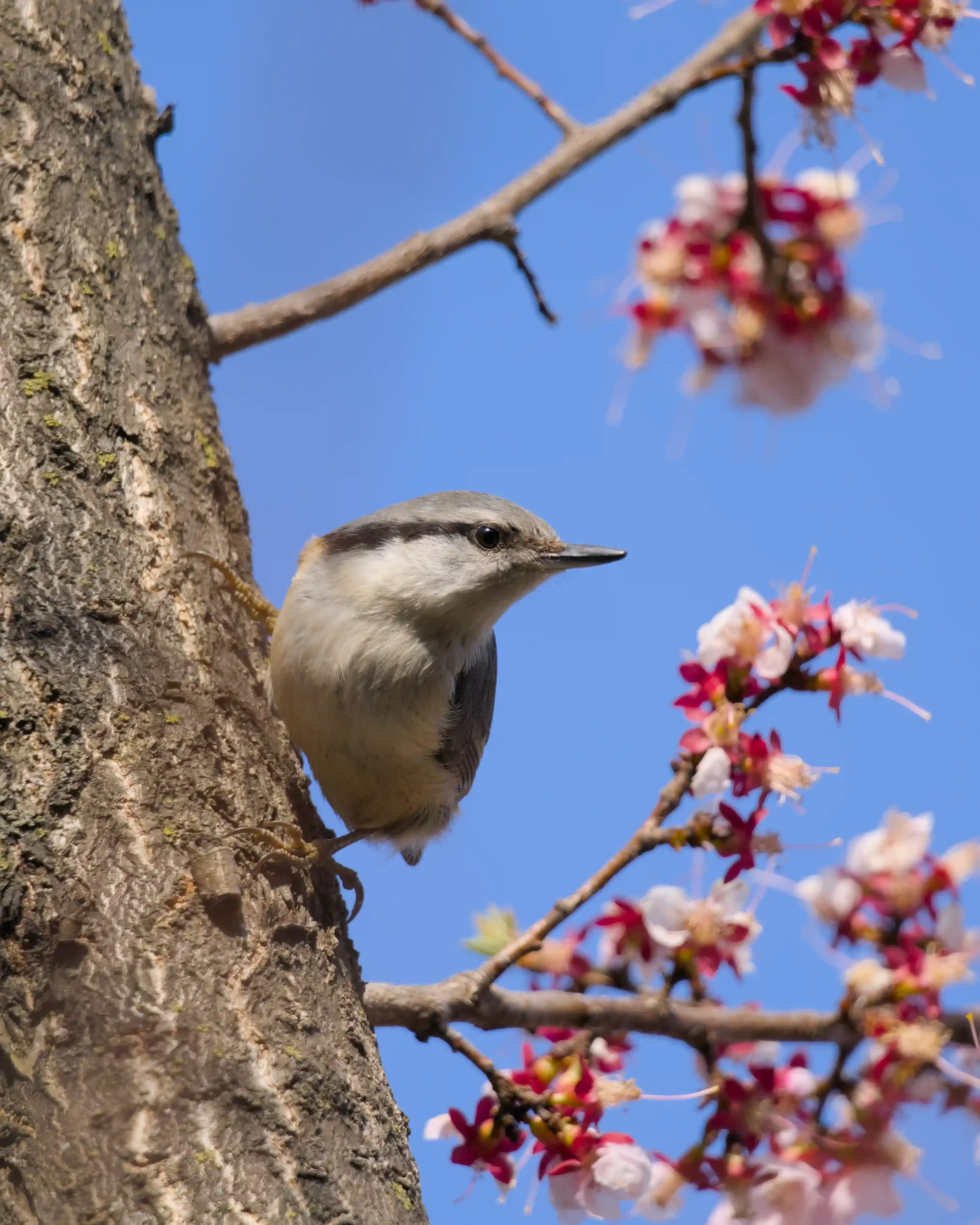 A nuthatch bird perched on the side of a tree trunk next to pink and white cherry blossoms against a bright blue sky.
