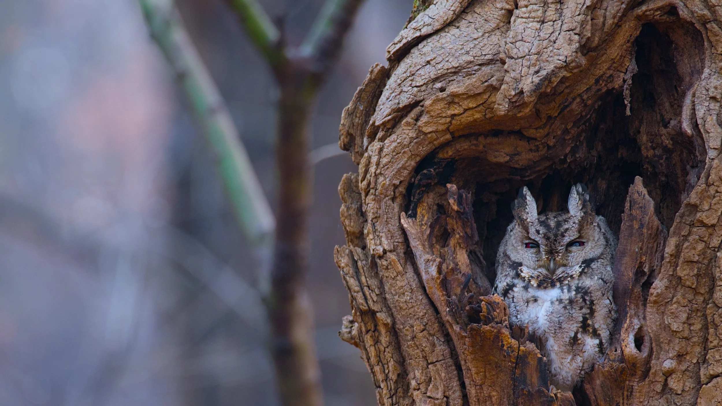 Close-up of a camouflaged owl with red eyes in a hollow of a tree trunk.